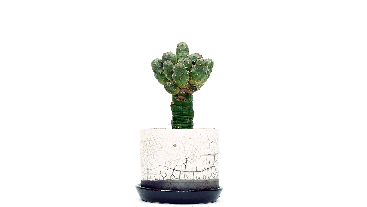Blog_cactus grafting1png.png