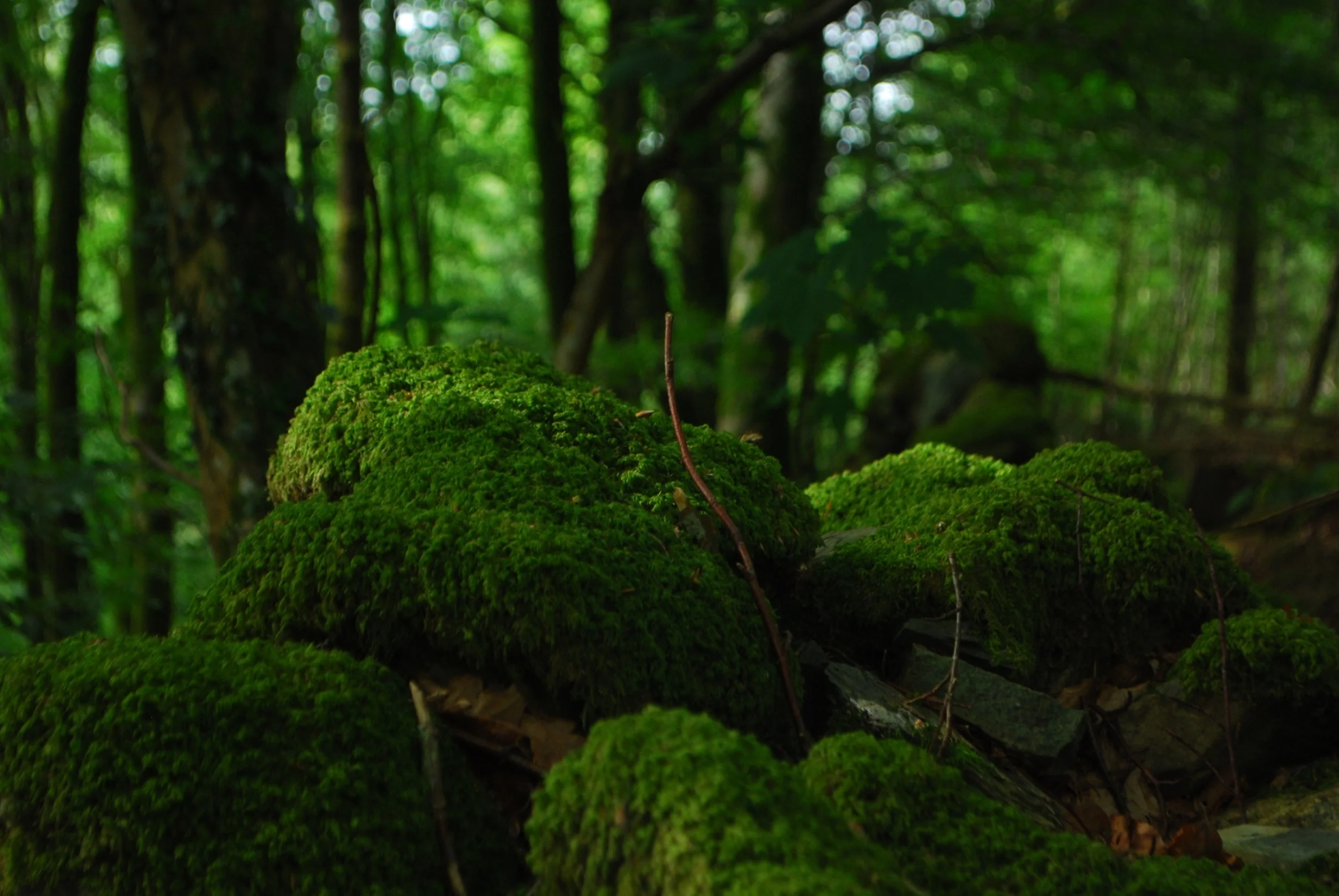 moss.jpeg