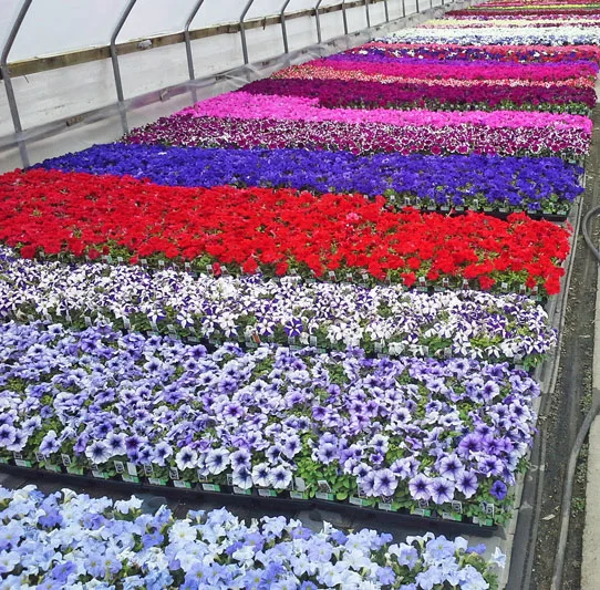 Kalamazoo Flower Group