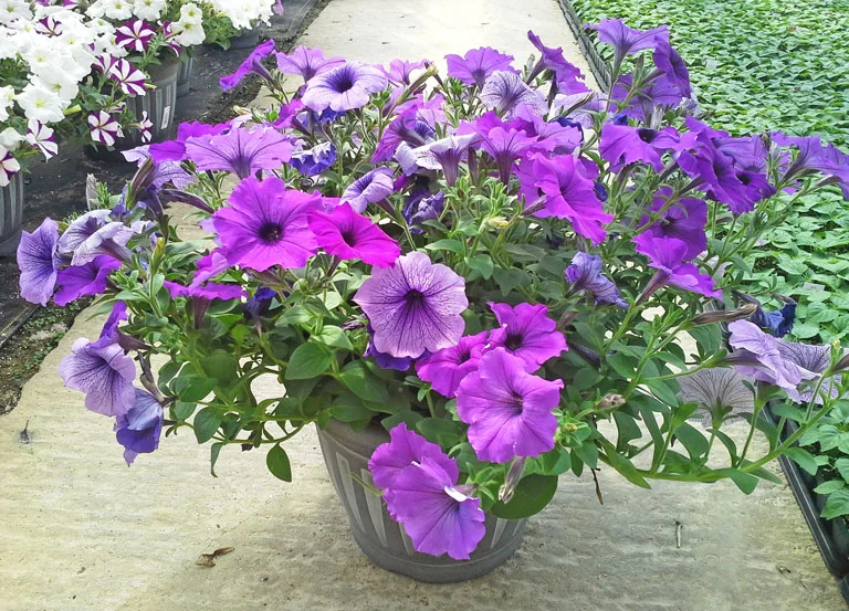 Kalamazoo Flower Group