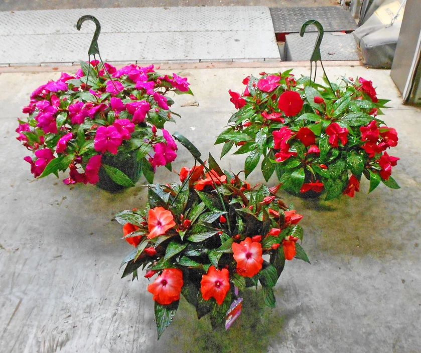 Kalamazoo Flower Group