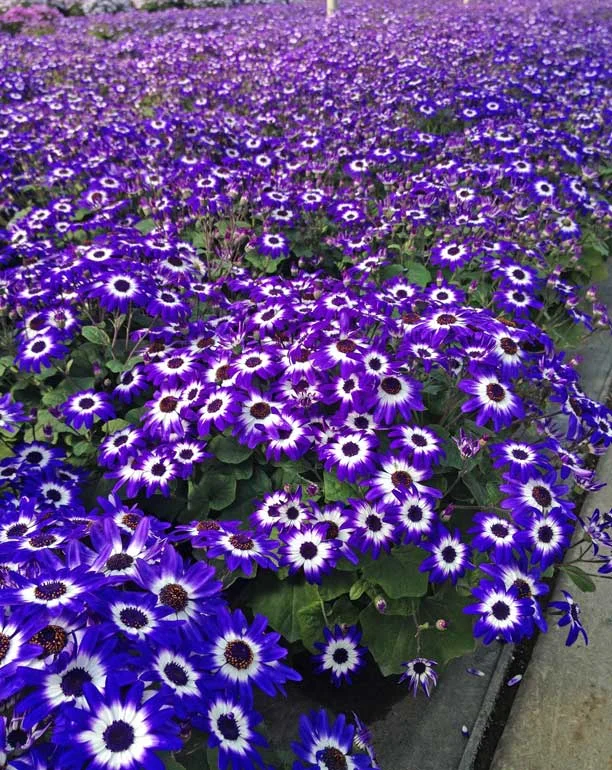 Kalamazoo Flower Group