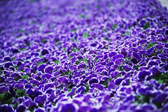 30_Rhythm-n-Blues-petunia.jpg