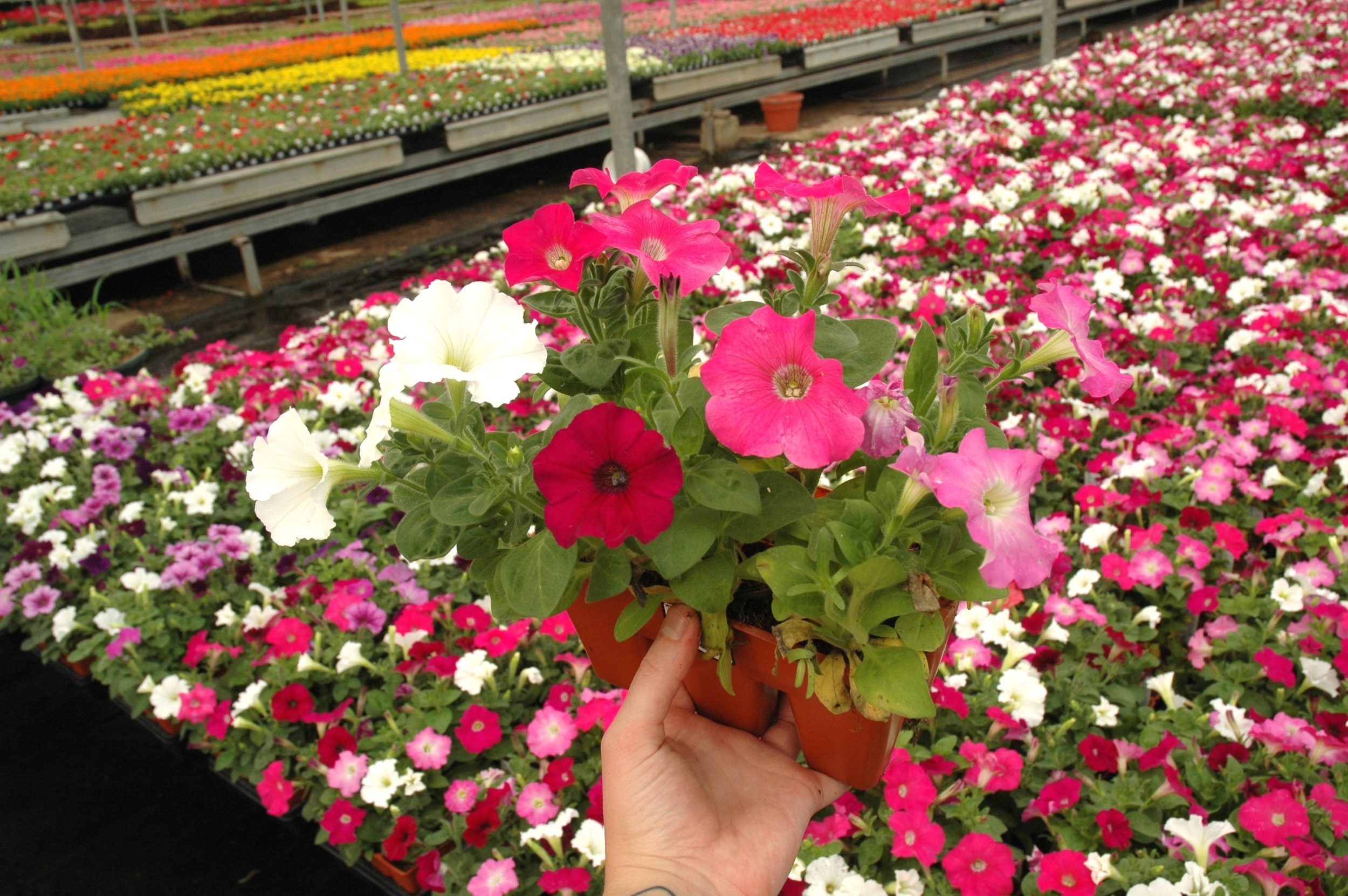 F-606 Petunia Merlot Mix Closeup (D&D's).jpg