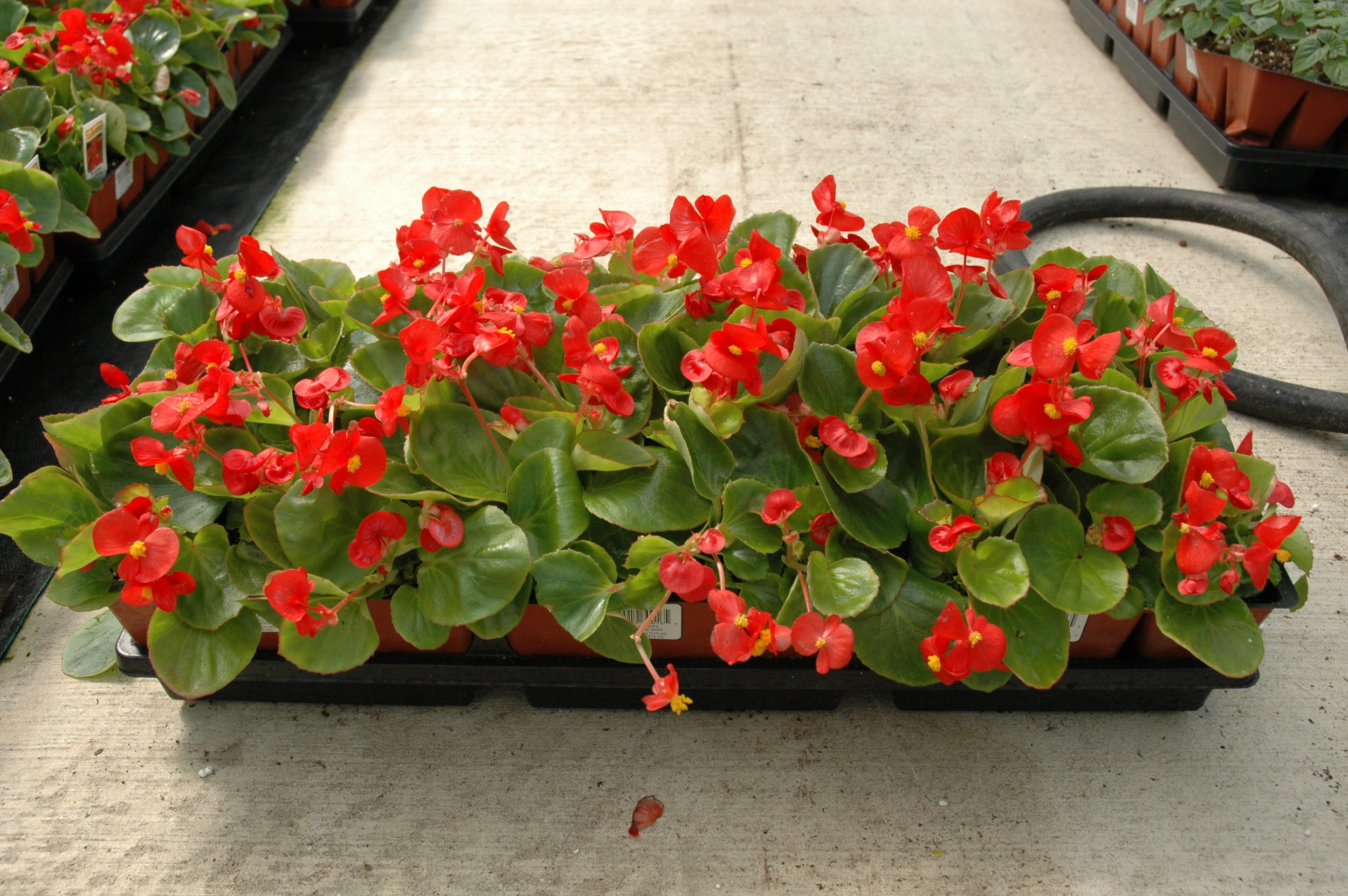 F-606 Begonia Red.jpg