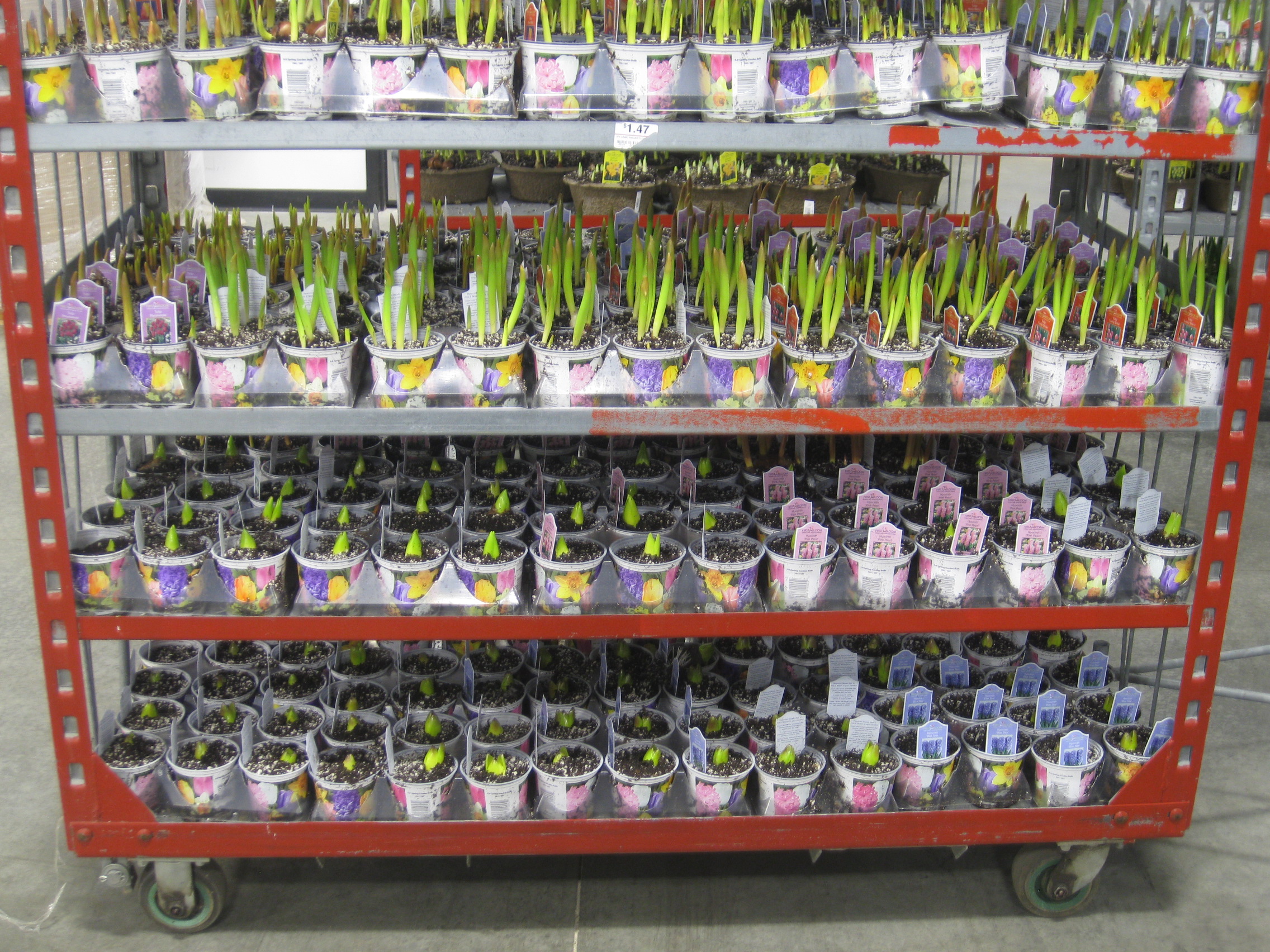 Bulbs on Dock 2 031411.JPG