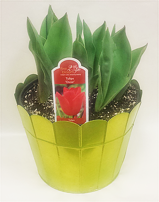 D8 Rd Spring Bulb 52860 (1).png