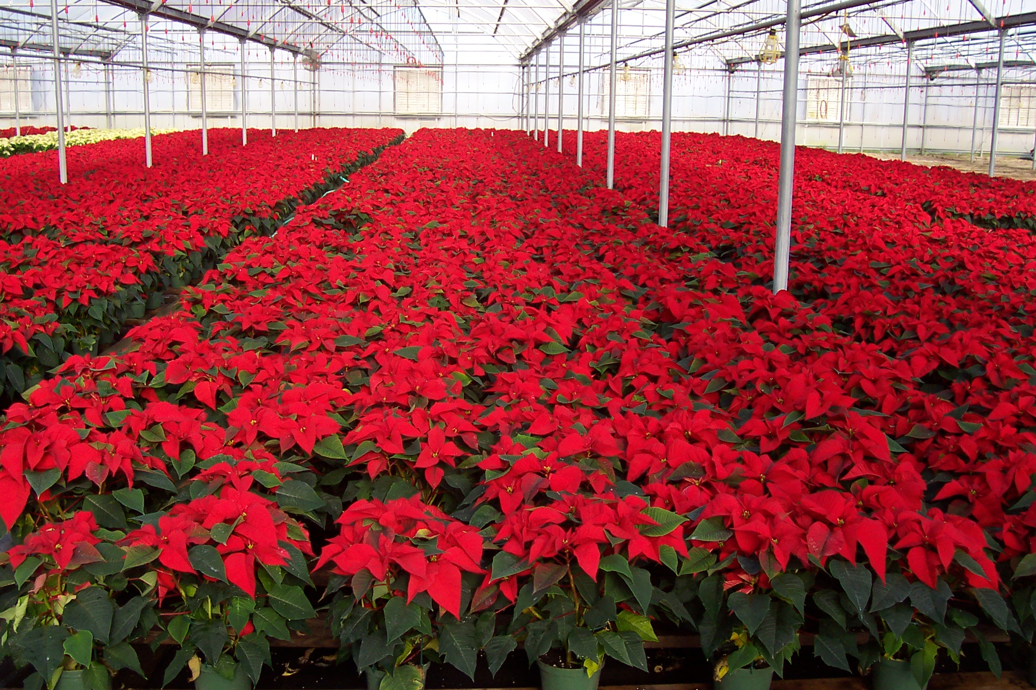 2007 PANSE POINSETTIA RED GROUP A.JPG