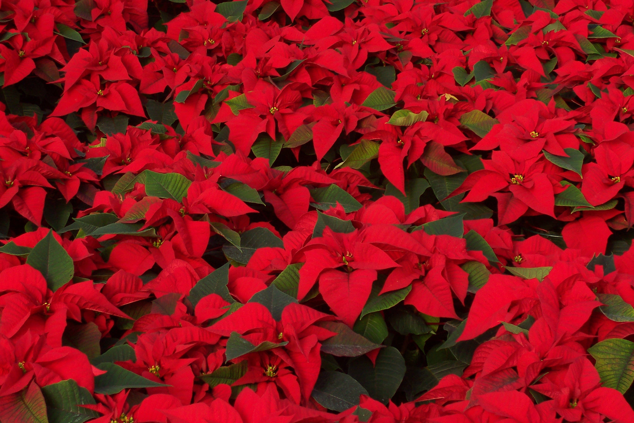 2007 PANSE POINSETTIA RED GROUP CLOSEUP B.JPG