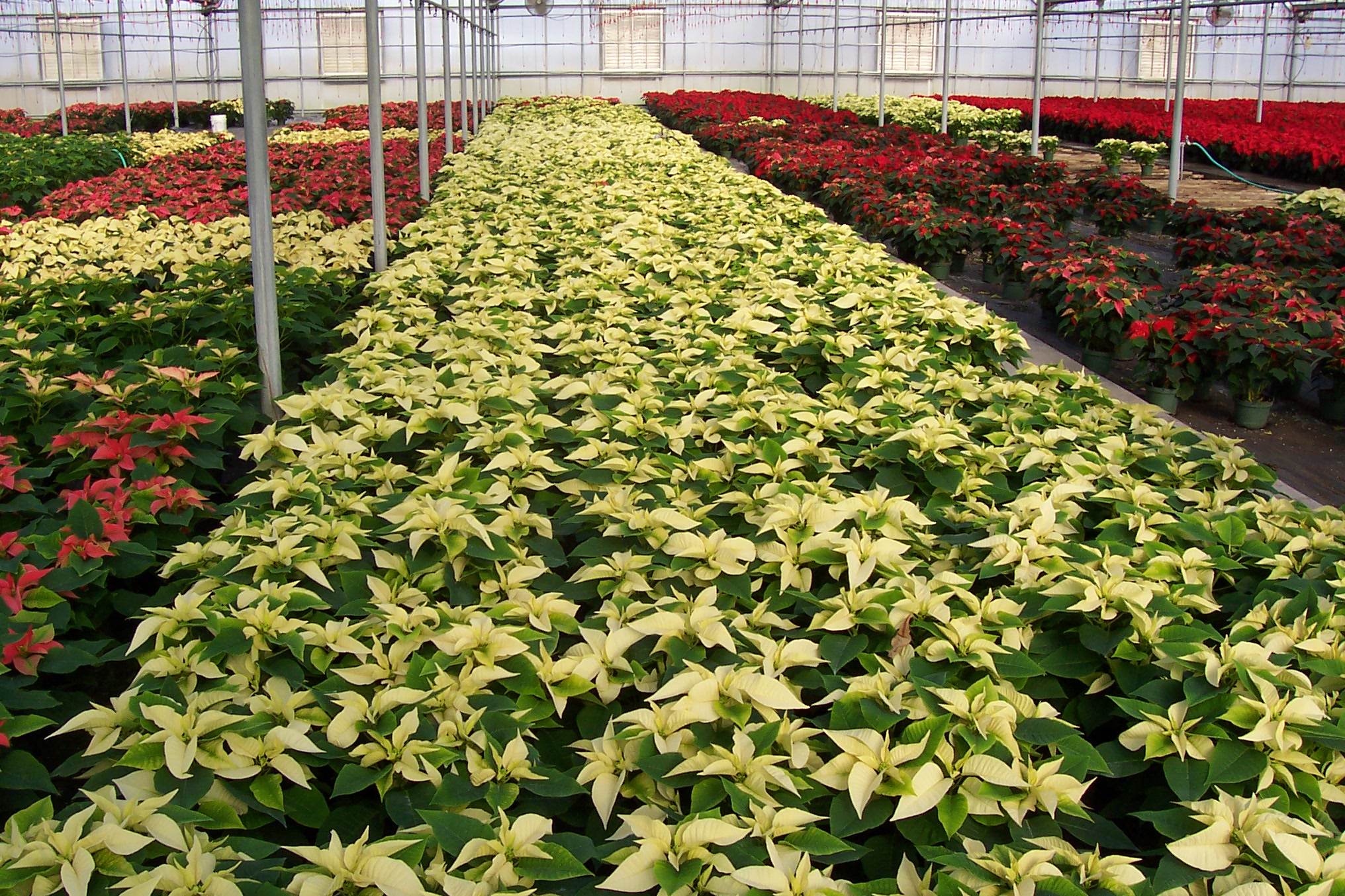 2007 PANSE POINSETTIA WHITE AND RED GROUP.JPG