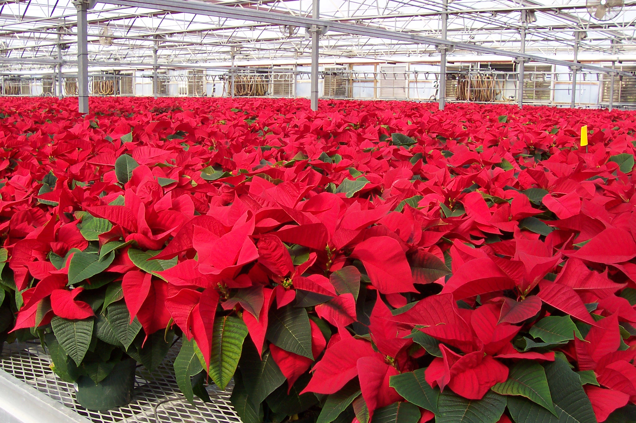 2007 SUNBELT POINSETTIA RED GROUP.JPG