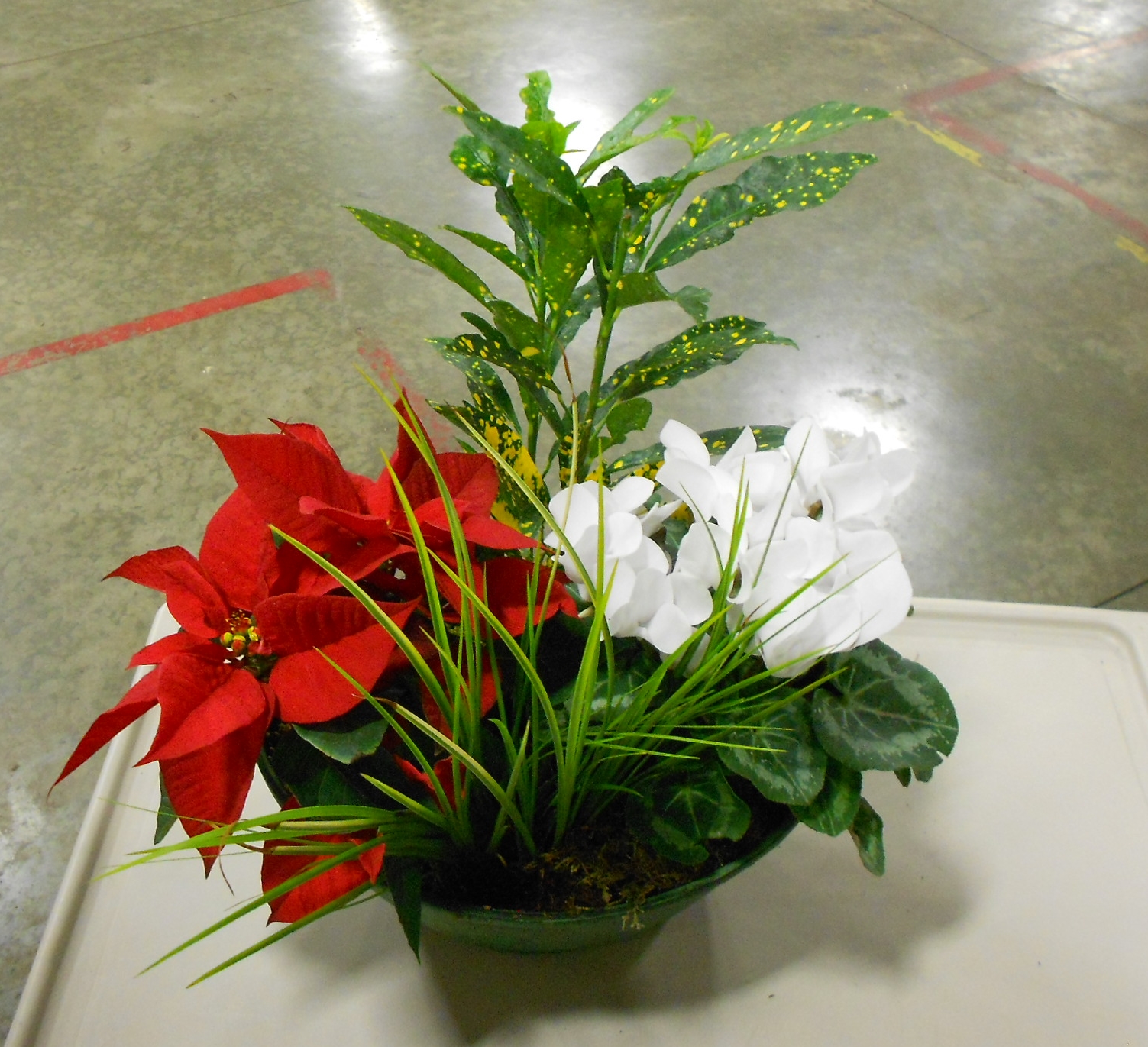 Dock 12.11.15 Costco D12 Poinsettia Combo_IGID 59970 (10).JPG