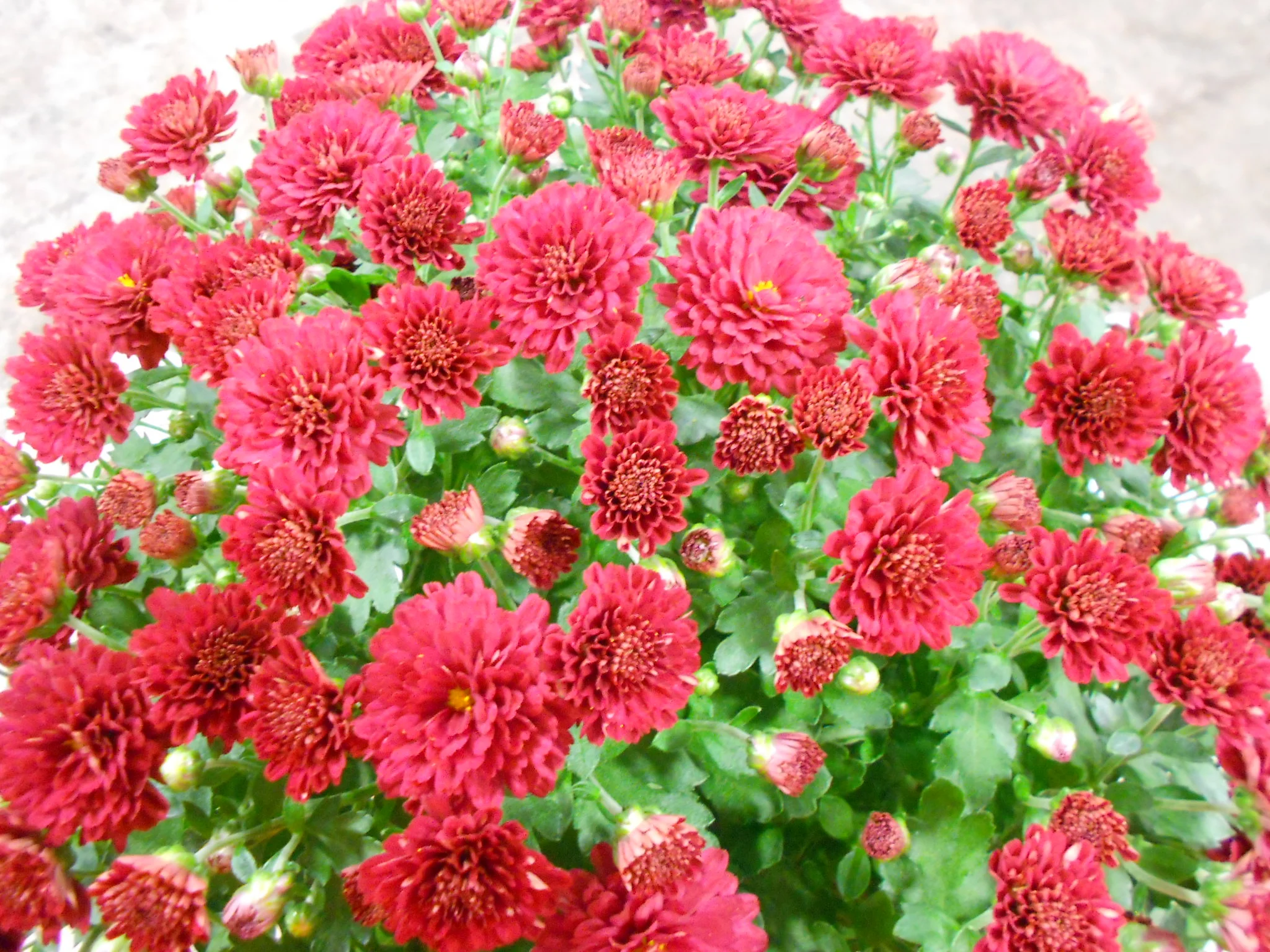 Fall — Kalamazoo Flower Group