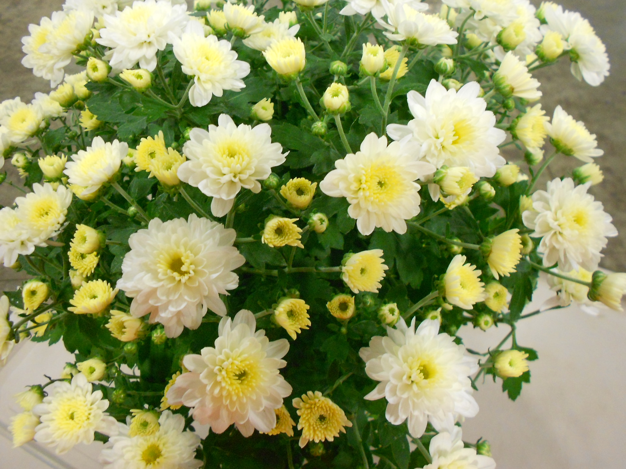 Fall — Kalamazoo Flower Group