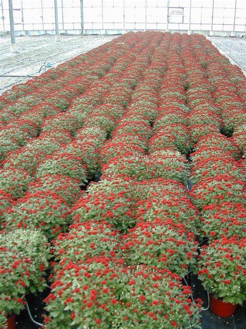 8in Mums - Red.JPG