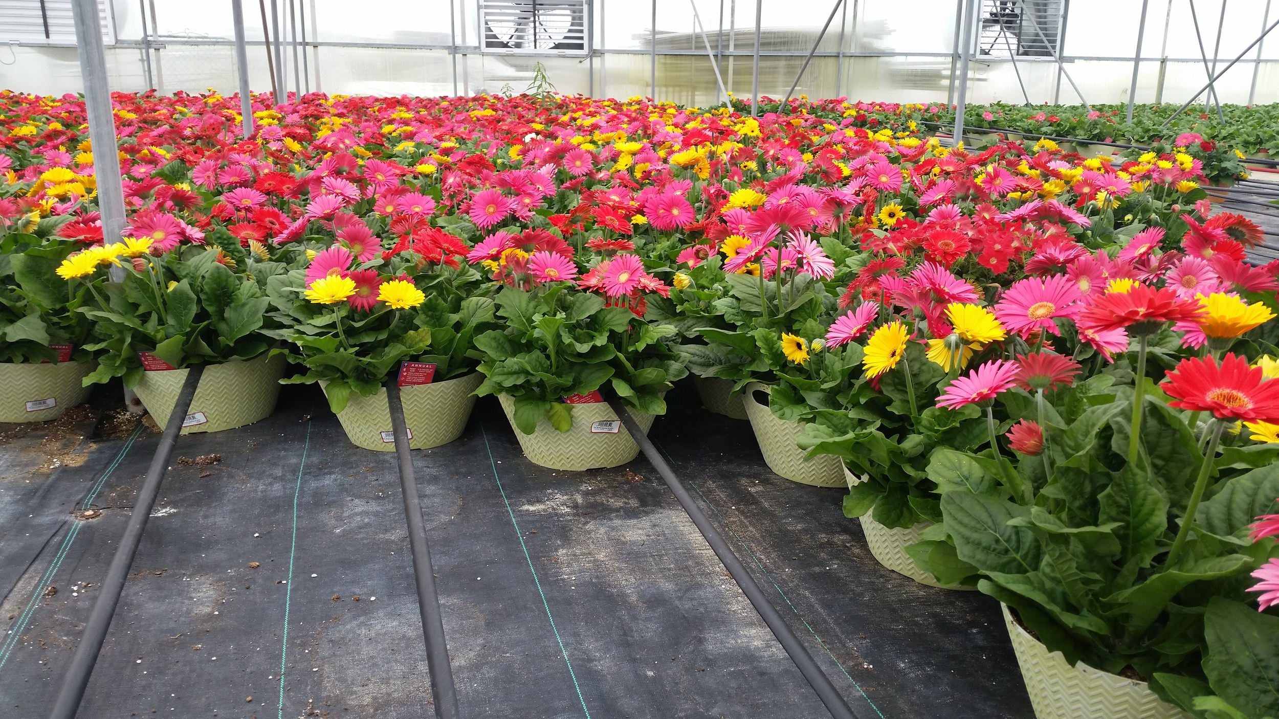 05-08-2015 D13 Gerbera Tubs - Westrate - Summer Festival.jpg