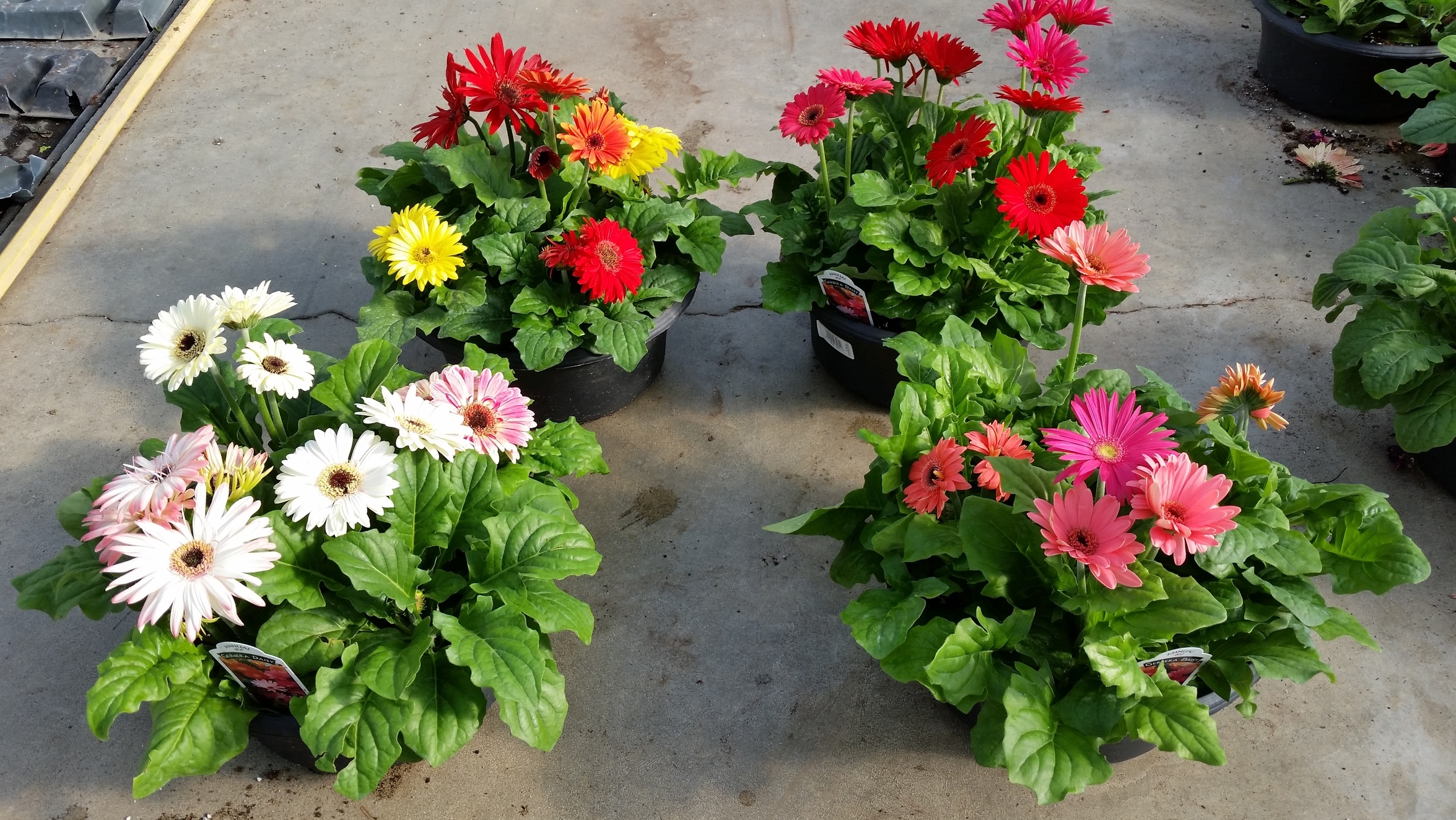 Randys IGC D12 Helix Bowl-Gerbera2 for wk 17 041515.jpg