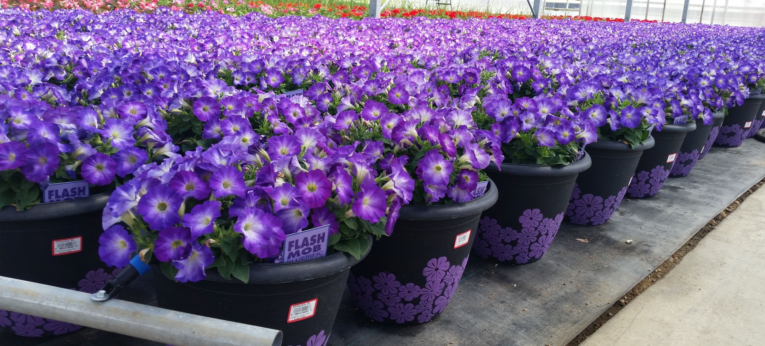 D12 Flower Clusters - Petunia Flash Mob Blue - Quality.jpg