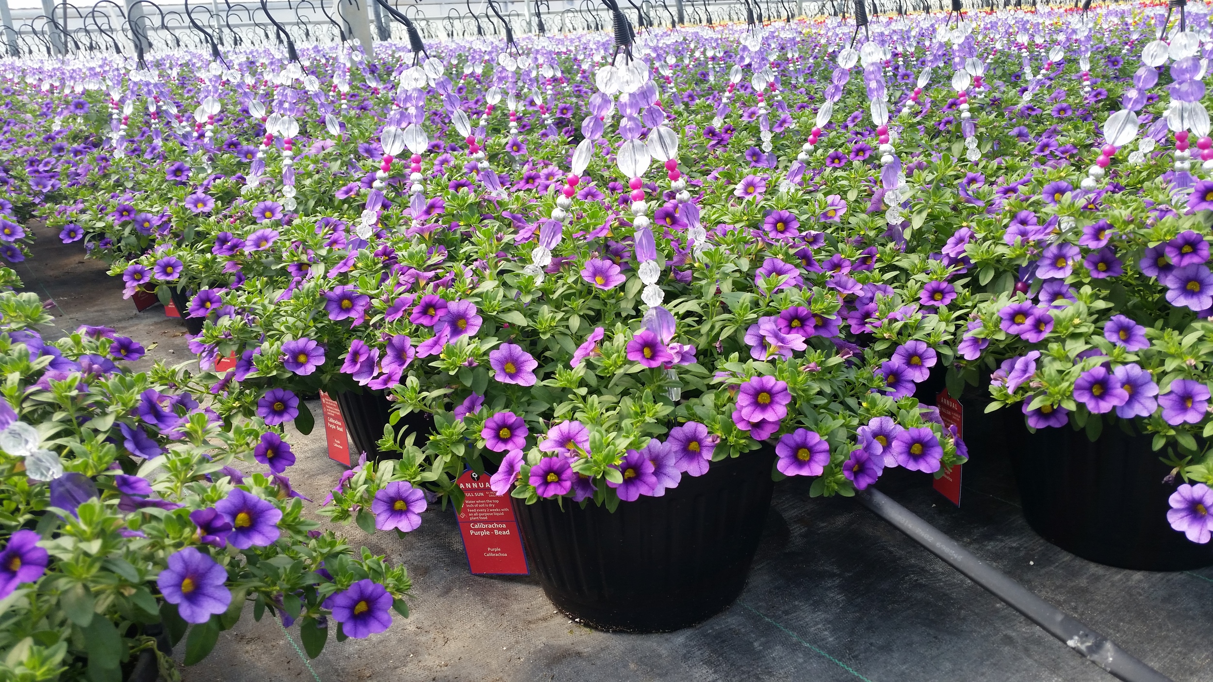 H10 Bead Basket - Calibrachoa Purple Closeup - Kens.jpg