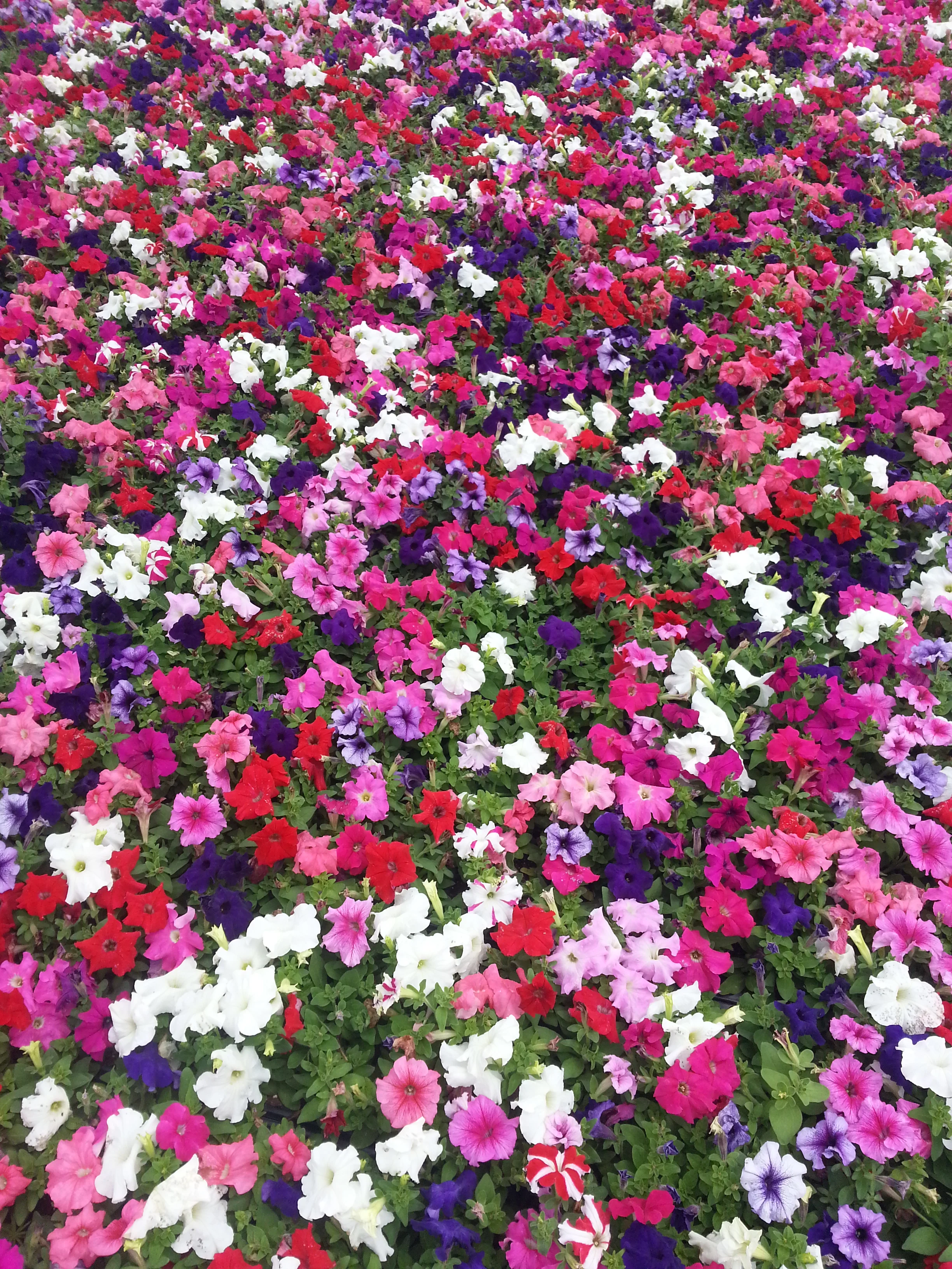 Quality Greenhouse Petunia 060915_2.jpg