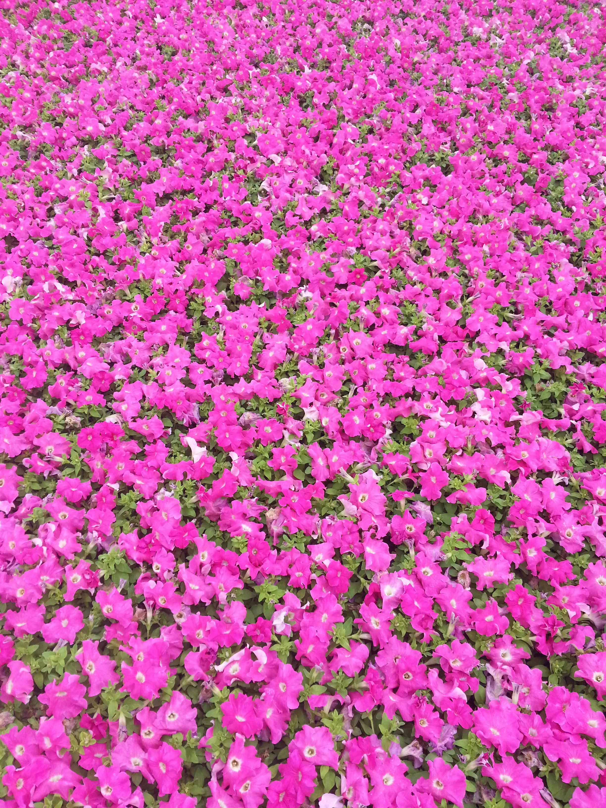 Quality Greenhouse Petunia 060915_3.jpg