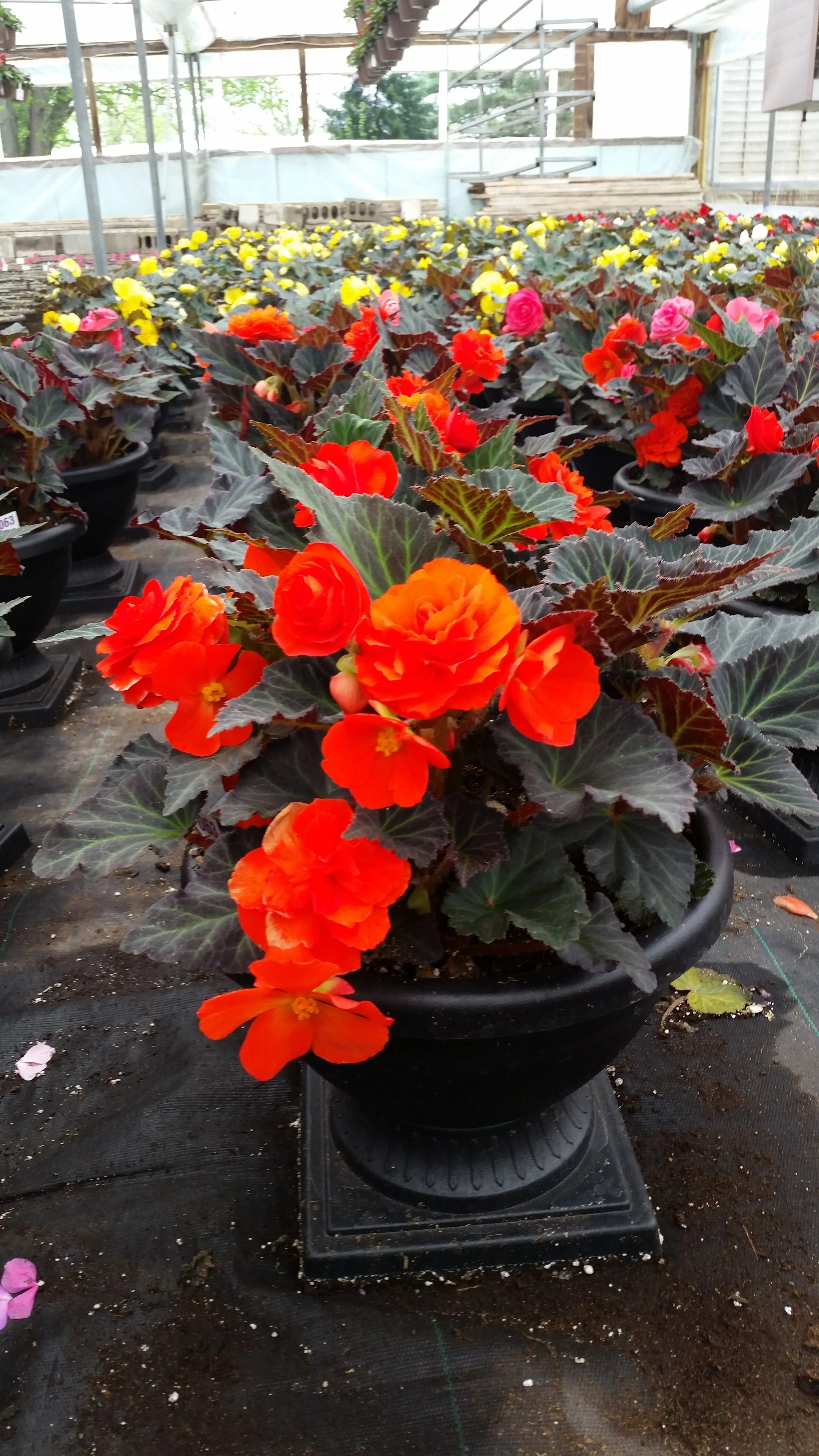 05-08-2015 D12 Chelsea Planter - Growing Place - Non Stop Begonia.jpg