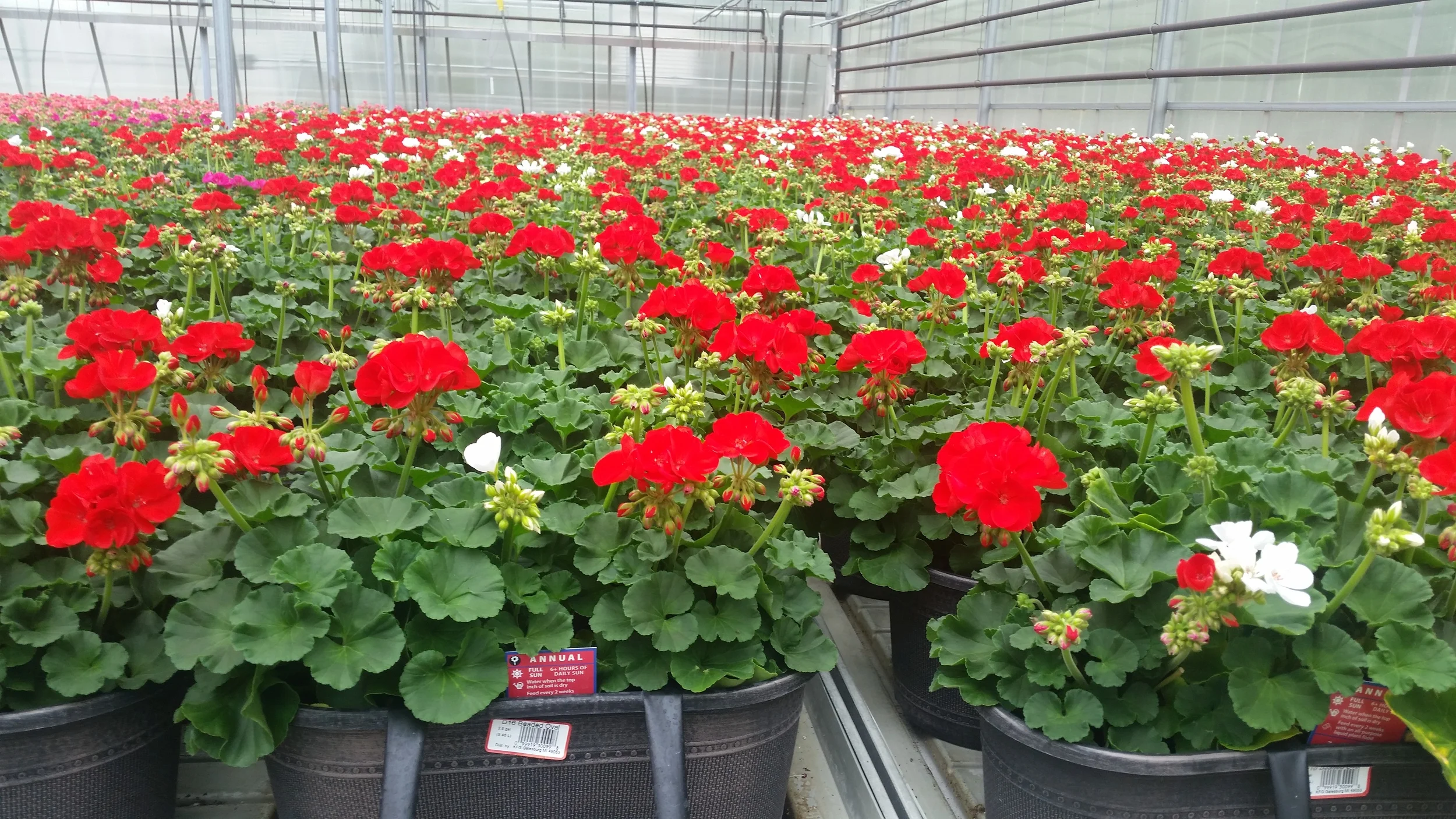 05-11-2015 D16 Linen Oval - Kens - Geranium Combo.jpg