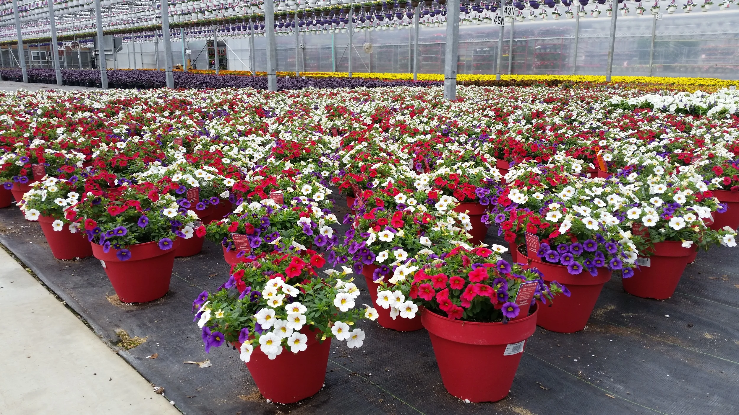 05-16-2015 D8 Terra - Wenke - Calibrachoa.jpg
