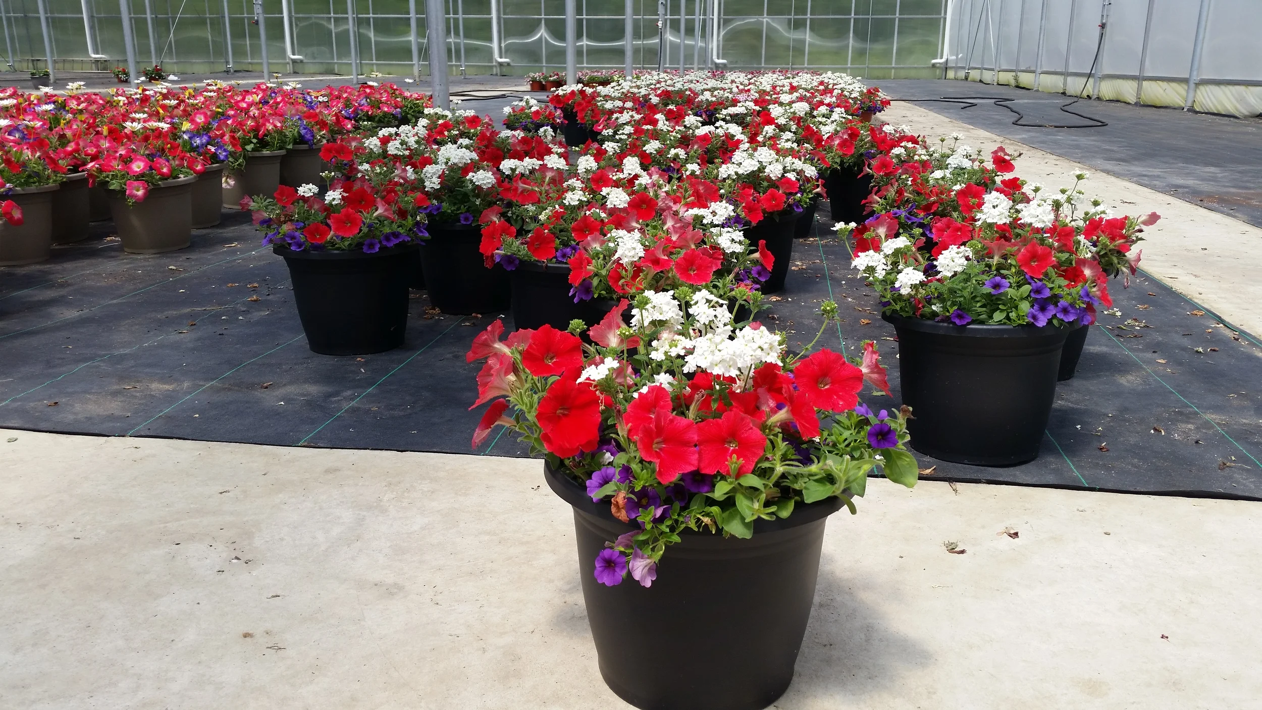 05-21-2015 D10 Patriot Planter - Panse - Combo.jpg