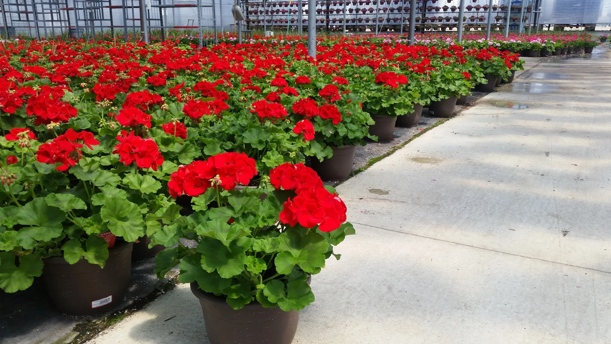 D10 Bella Planter - Zonal Geranium - Flowertime.jpg