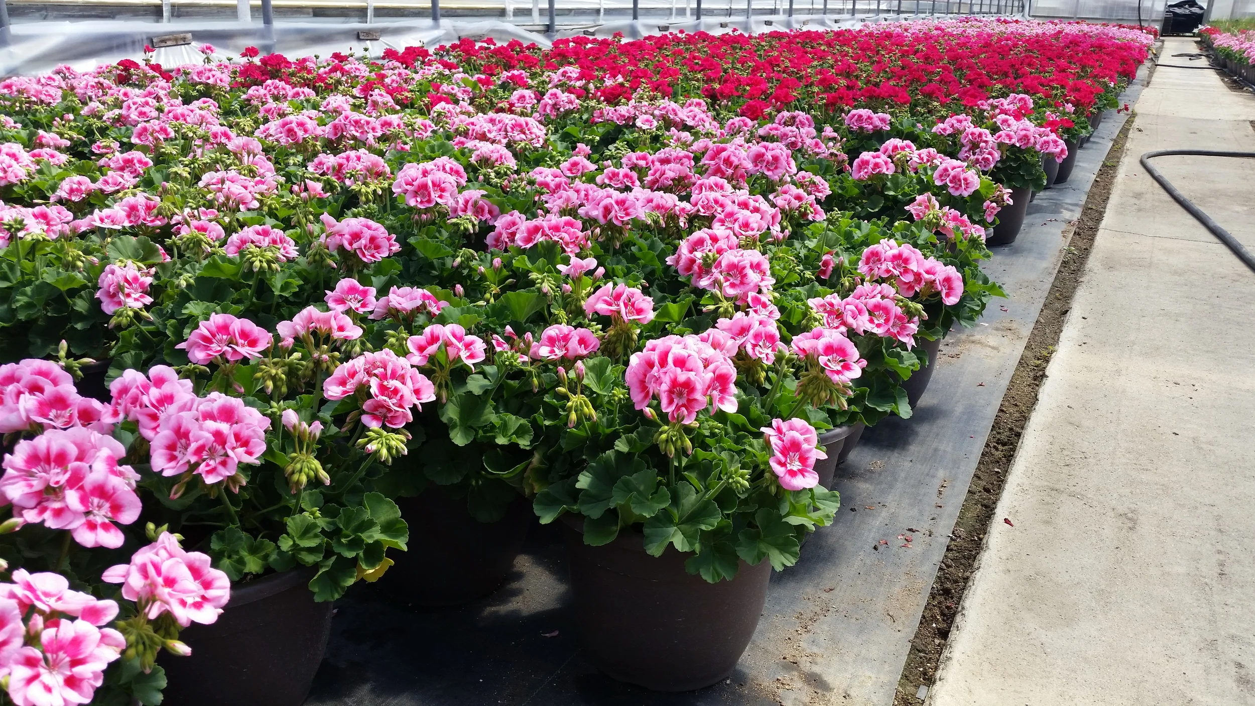 D10 Bella Planter - Zonal Geranium - Quality.jpg