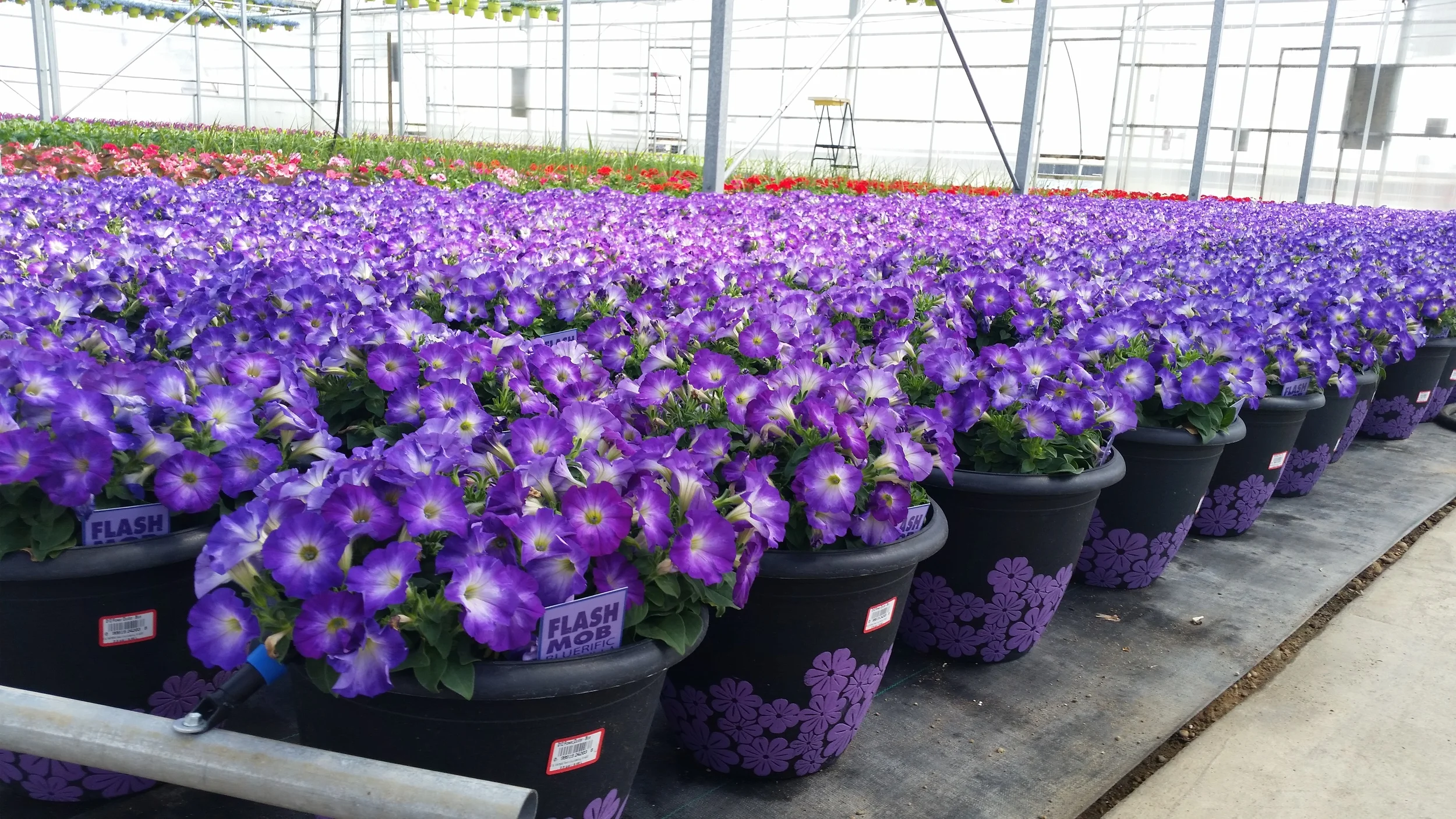 D12 Flower Clusters - Petunia Flash Mob Blue - Quality.jpg