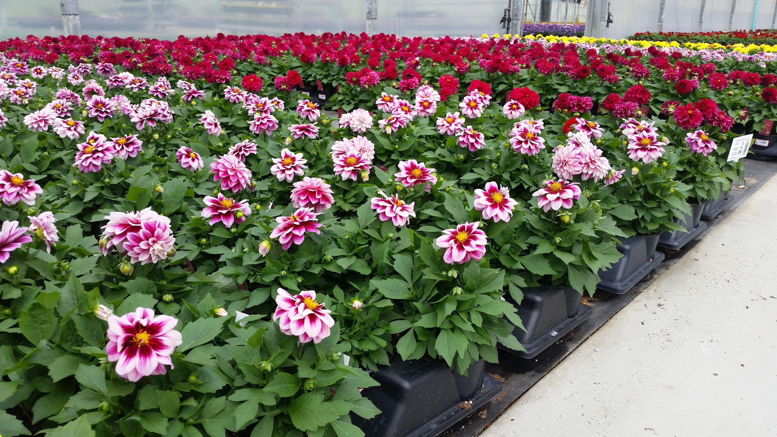 05-04-2015 P6 Premium Annual Mix 2 - BiColor Dahlia - Wenke.jpg