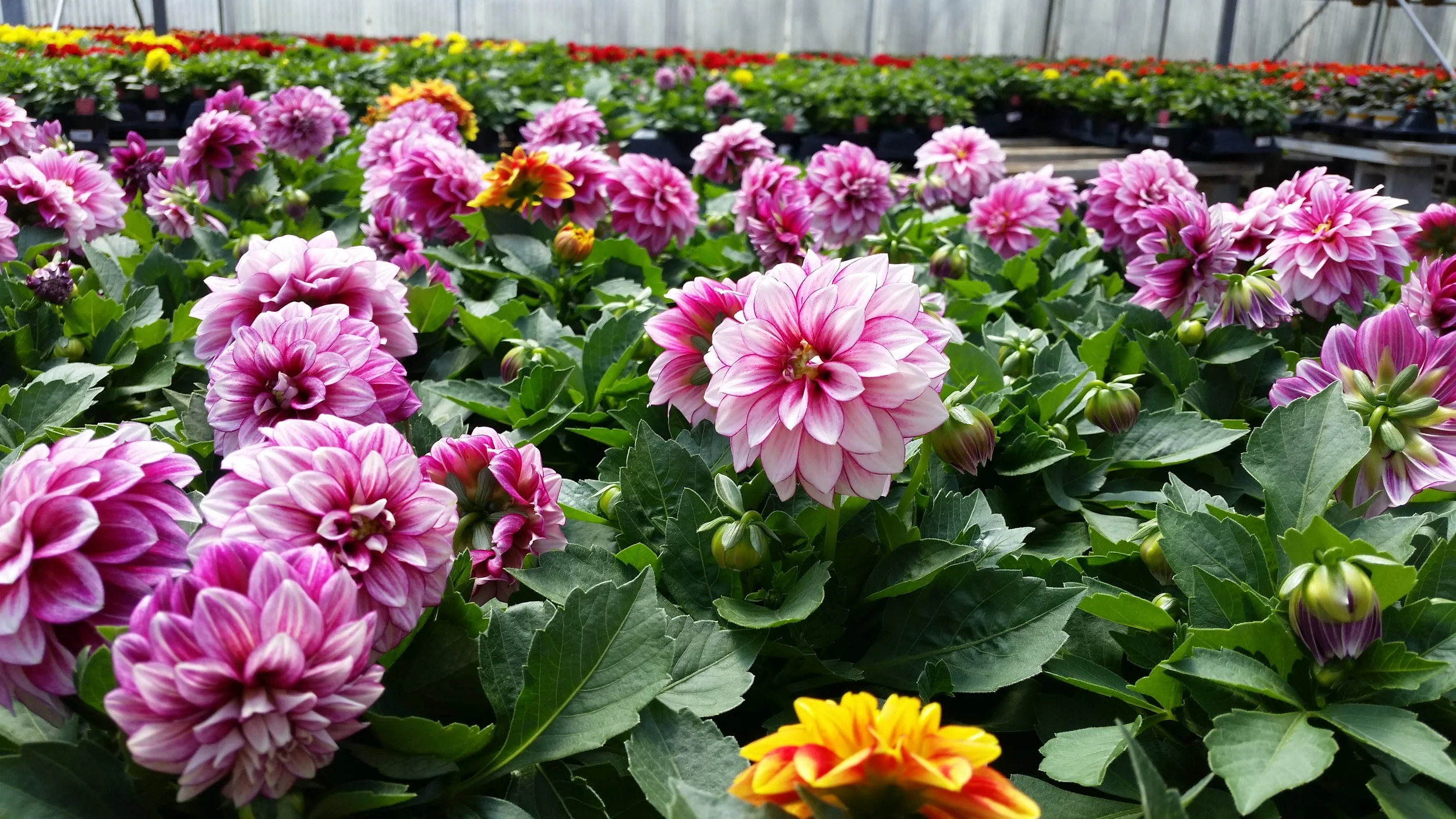 Potted Annuals — Kalamazoo Flower Group