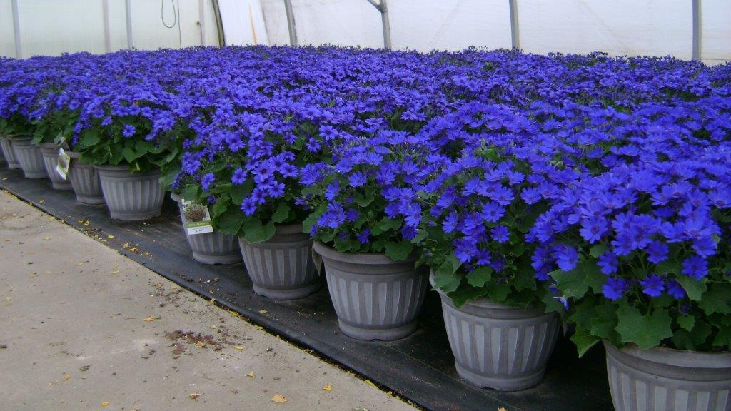 Plants Unlimited Meijer D11 Patio Pots8 041015.jpg