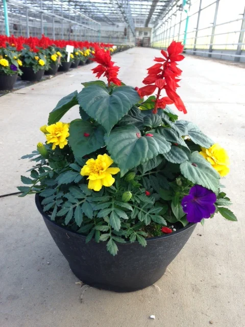 Wenke WM D11 Color Bowl Sal Pet Marigold Combo for Wk 25 061015_2.jpg