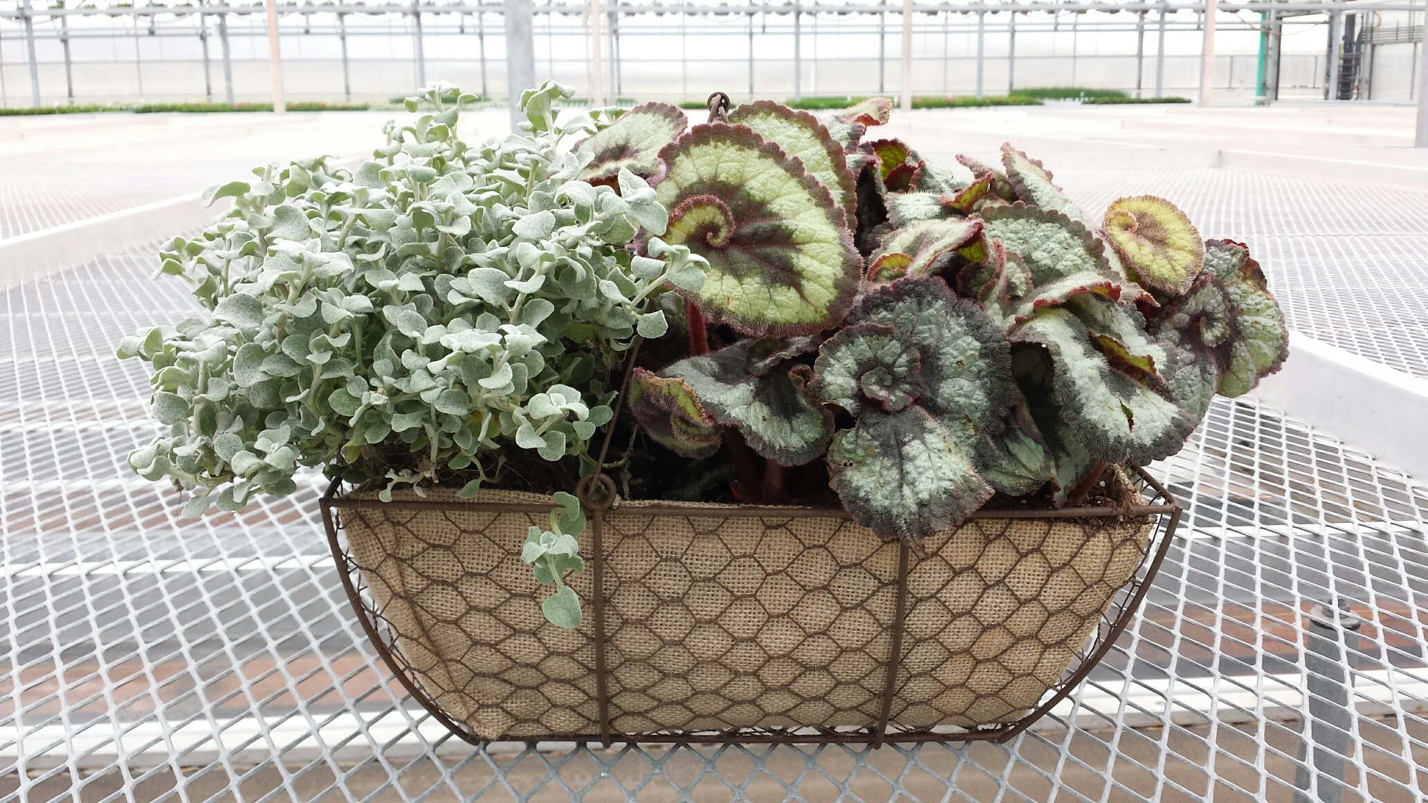 Wenke Meijer D14 Wire Baskets4 040215.jpg