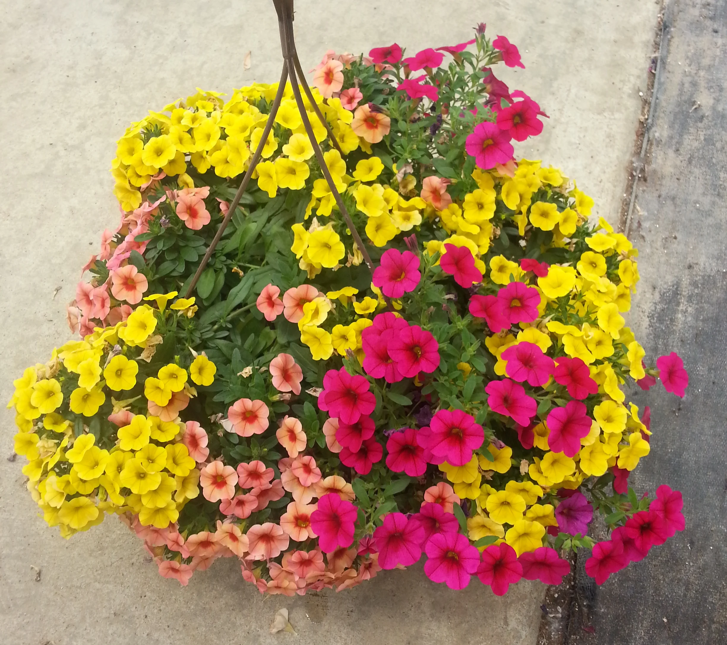 Flowertime wk24 (5).jpg