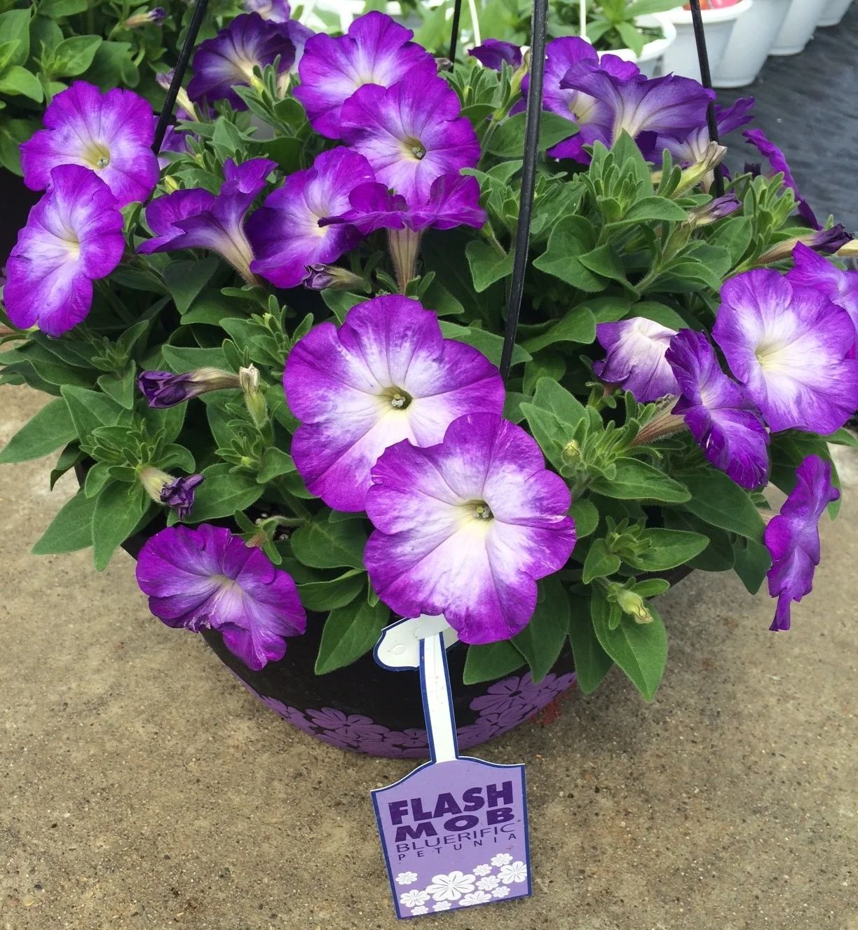 Klamer WM H12 Flower clusters5 for wk19 041515.jpg