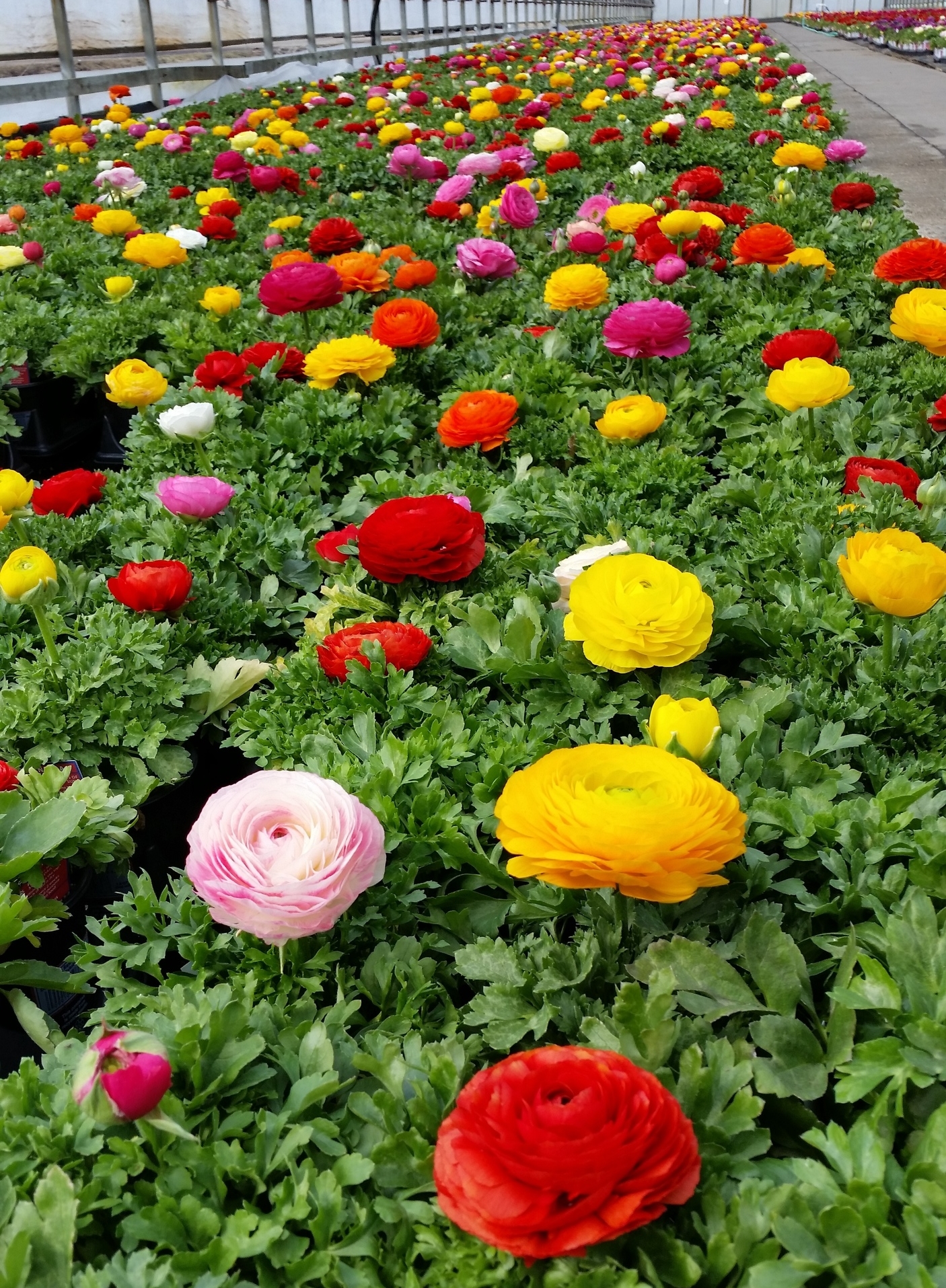 PQt Premium Annual Mix 1 - Ranunculus - Plants Unlimited (2).jpg