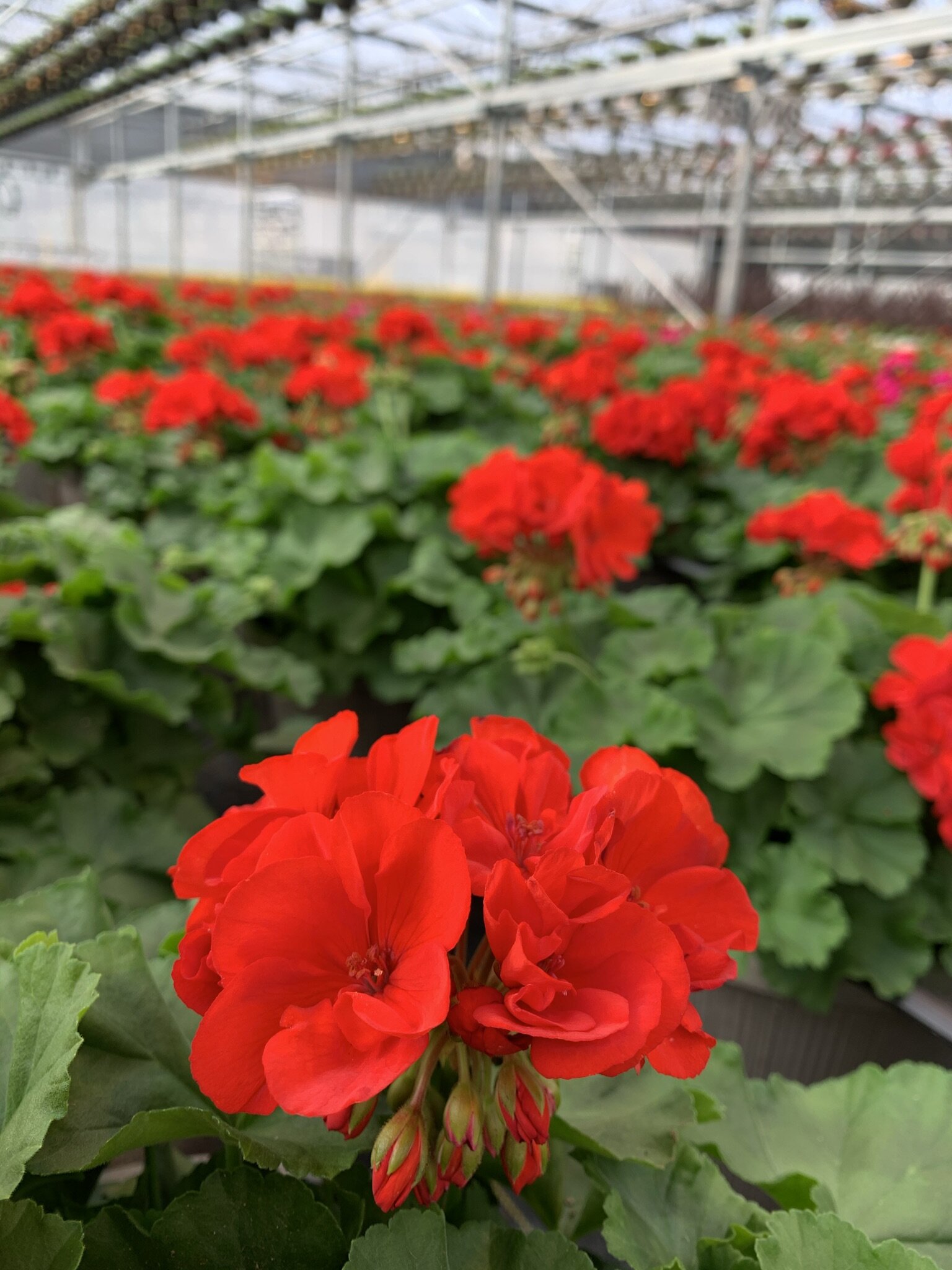 Kalamazoo Flower Group