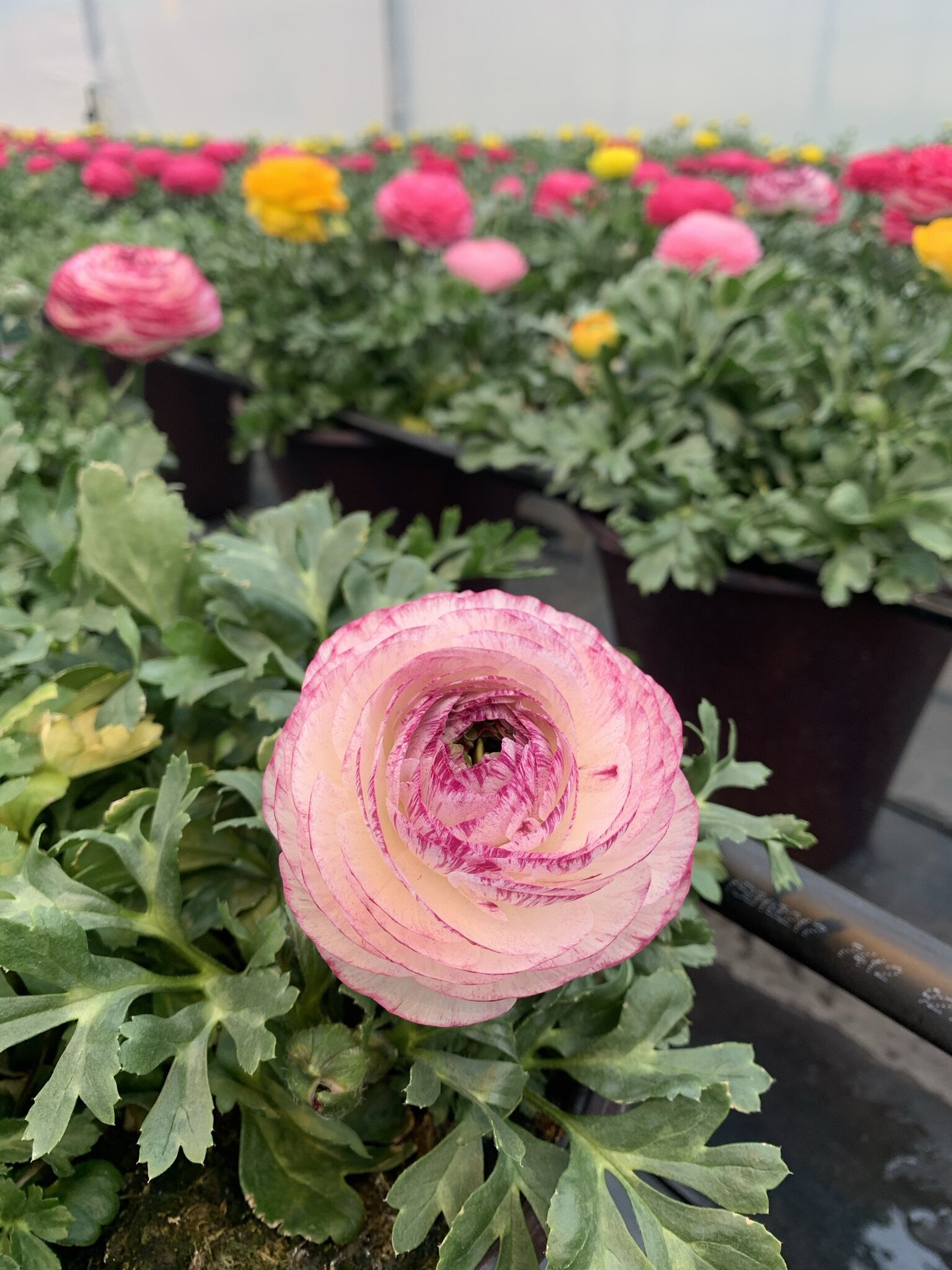 Kalamazoo Flower Group