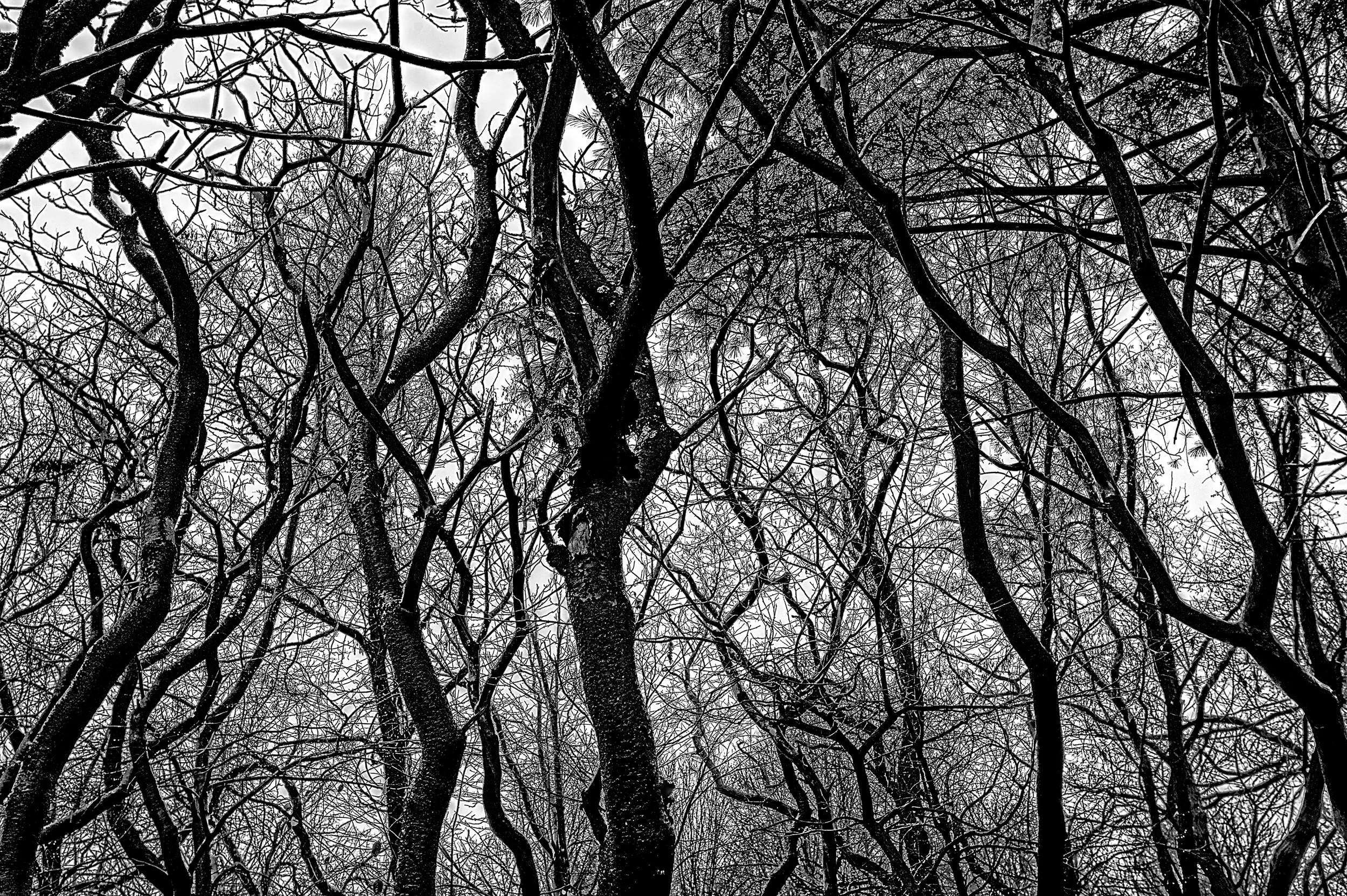 Trees