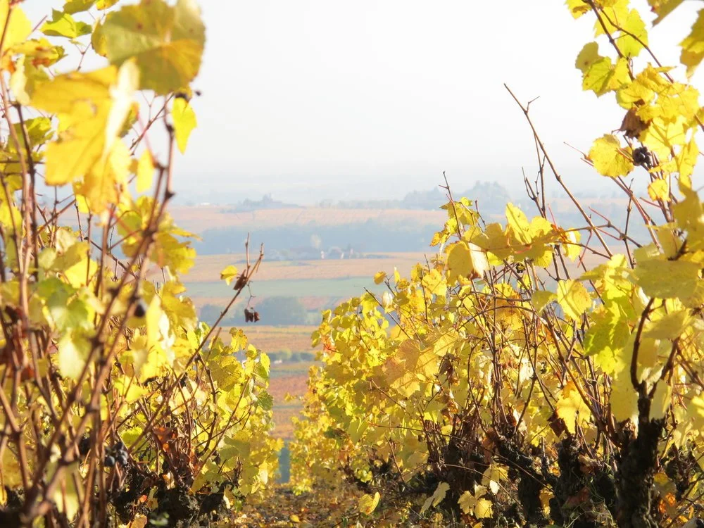 Vines+in+Autumn+closeup.jpg