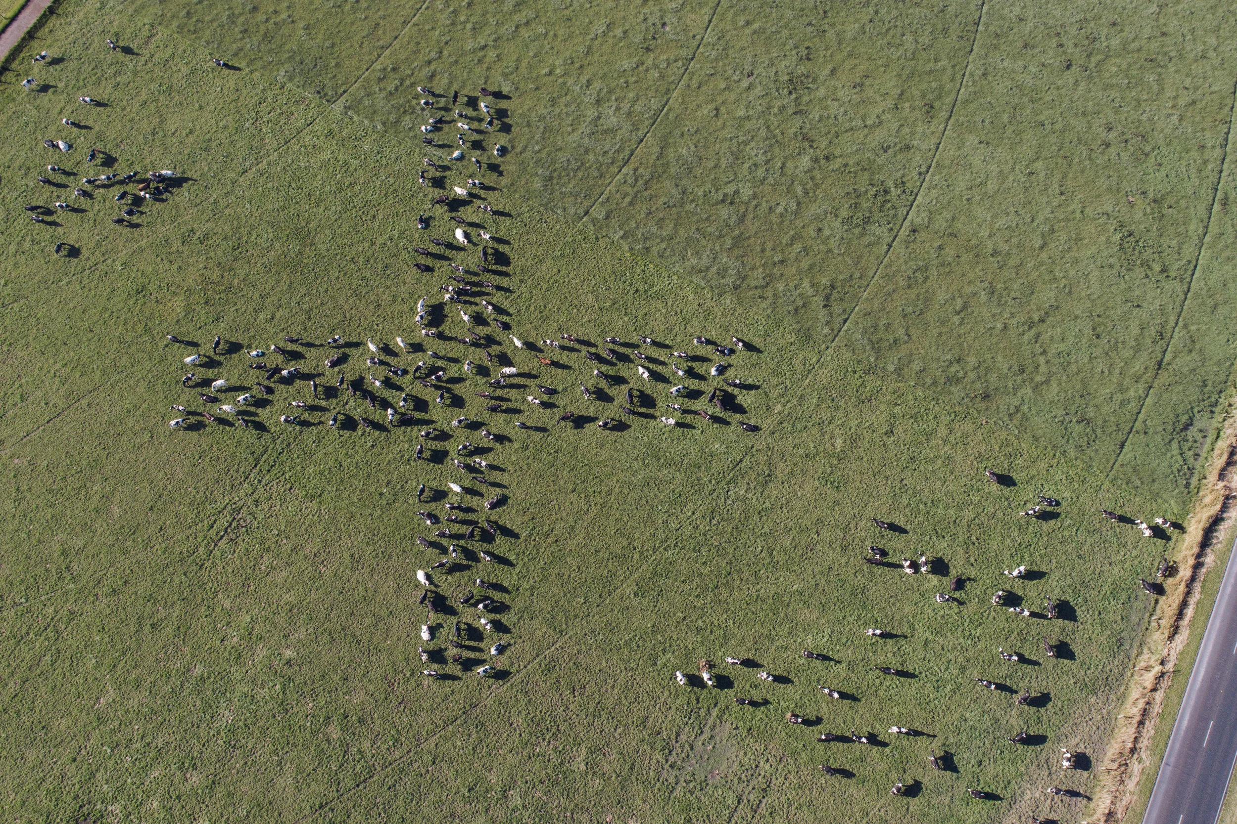 cows-1133-plusFULL2500.jpg