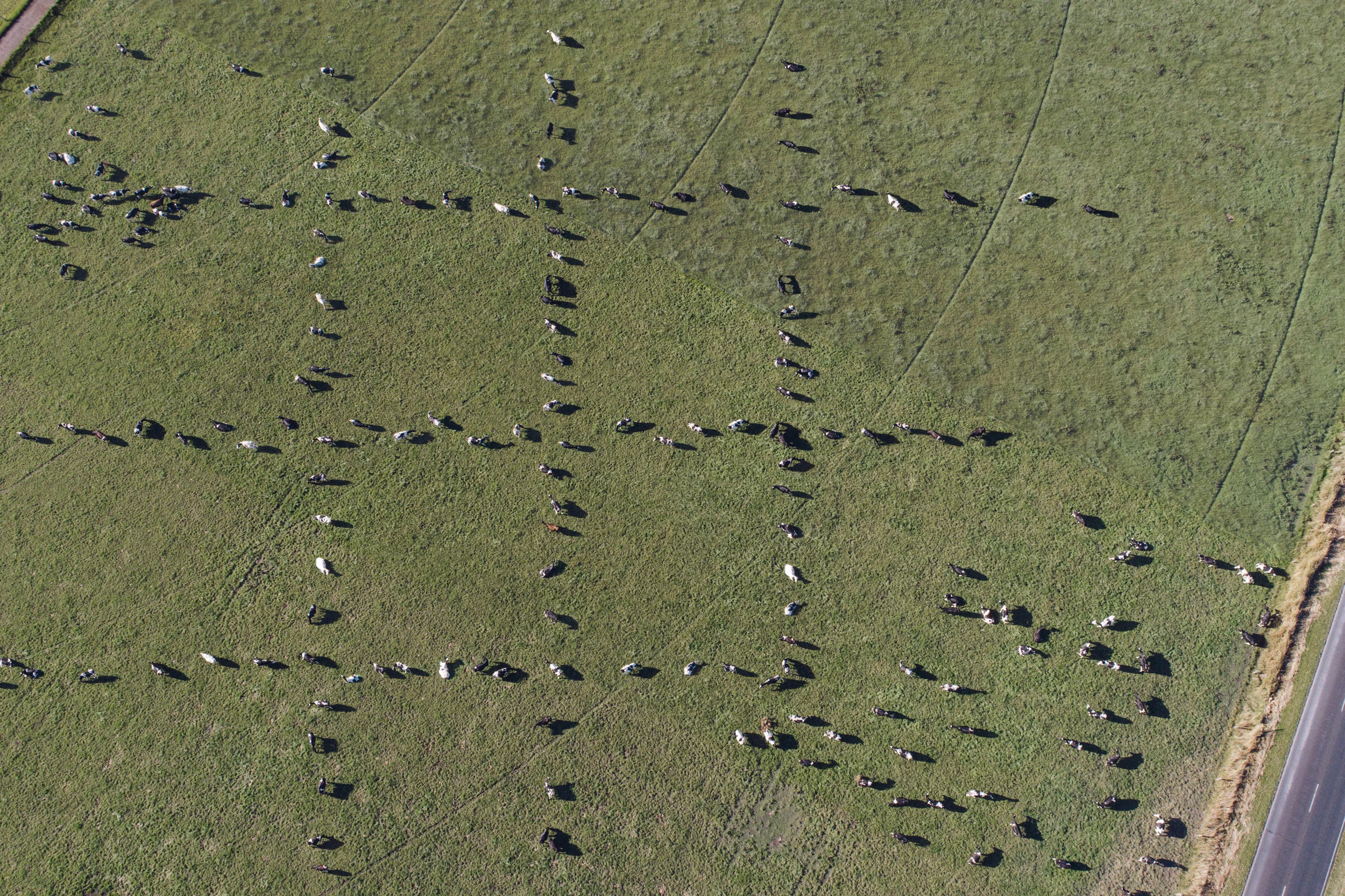 cows-1133-gridsFULL2500.jpg