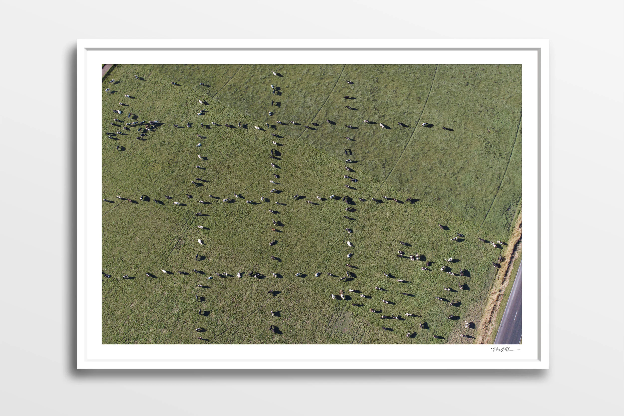 cows-1133-gridsWHITE2500.jpg
