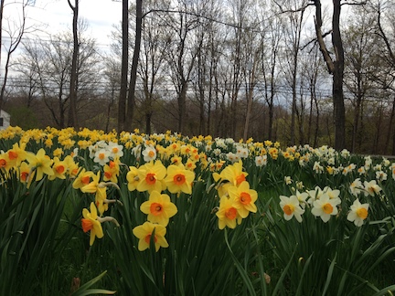 A Decade of Daffodils at Schoolfield: Maybe It’s Not Mayfair Yet, But Good Enough for Me.