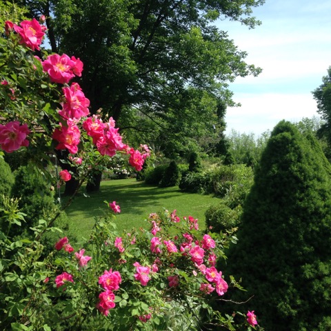 Pinkroses.jpeg