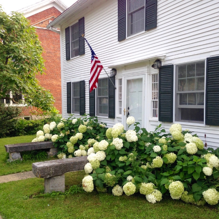 White hydrangeas.jpg